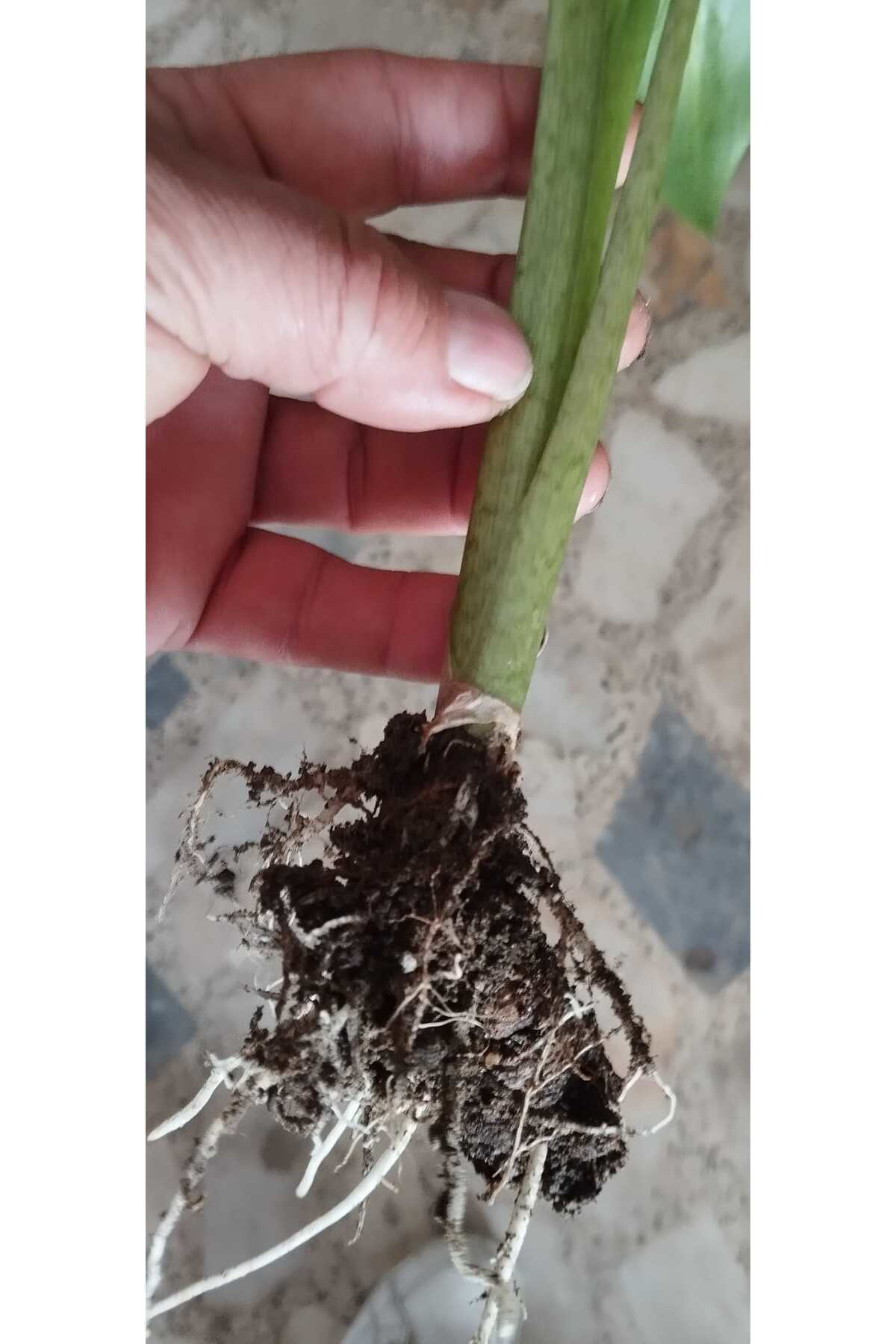 Karışık Renklerde Gala Çiçeği Soğanı 10'lu