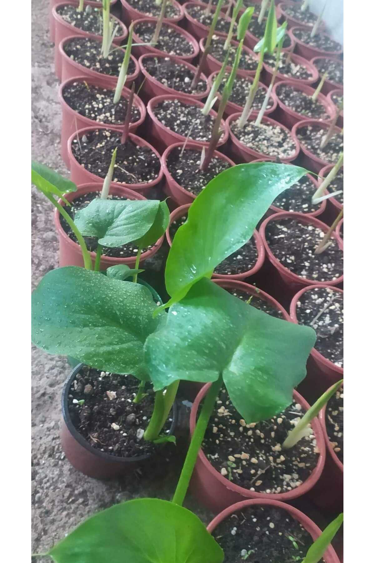 Karışık Renklerde Gala Çiçeği Soğanı 10'lu