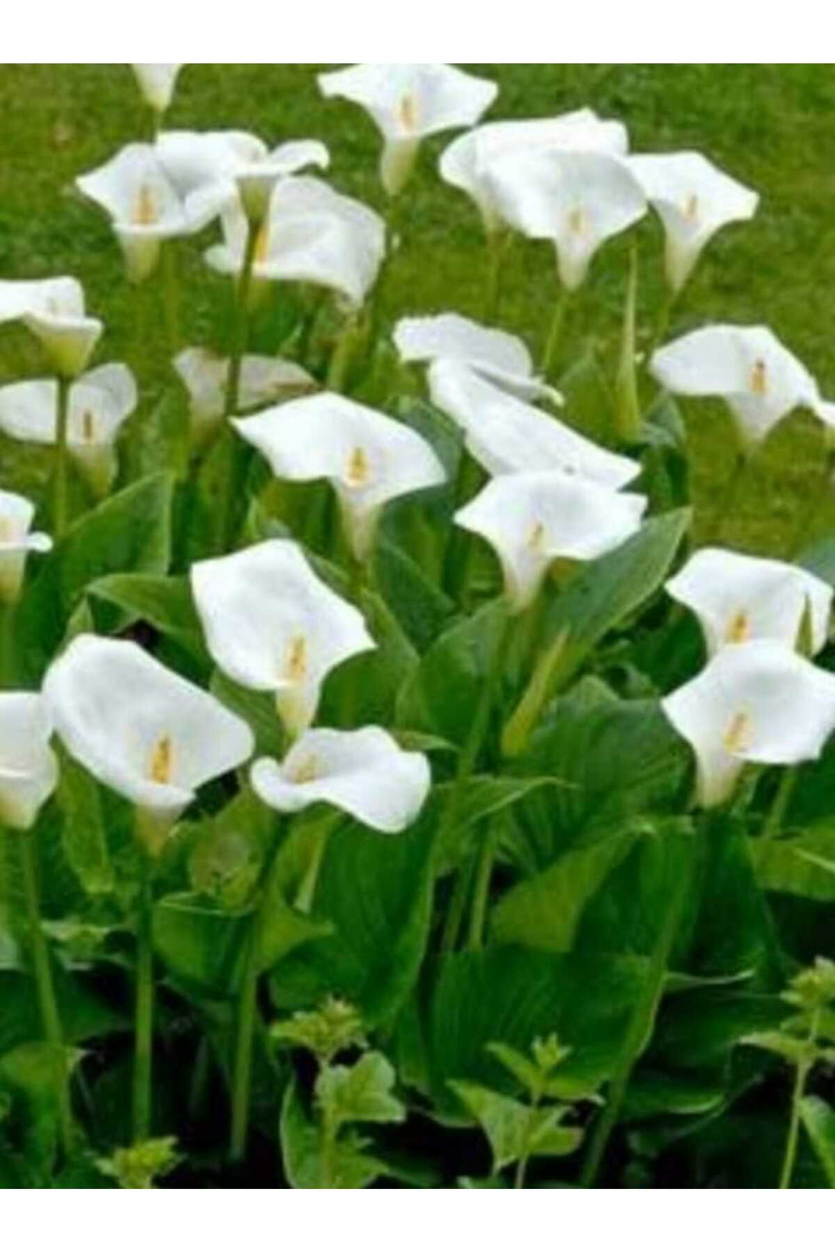 Karışık Renklerde Gala Çiçeği Soğanı 10'lu