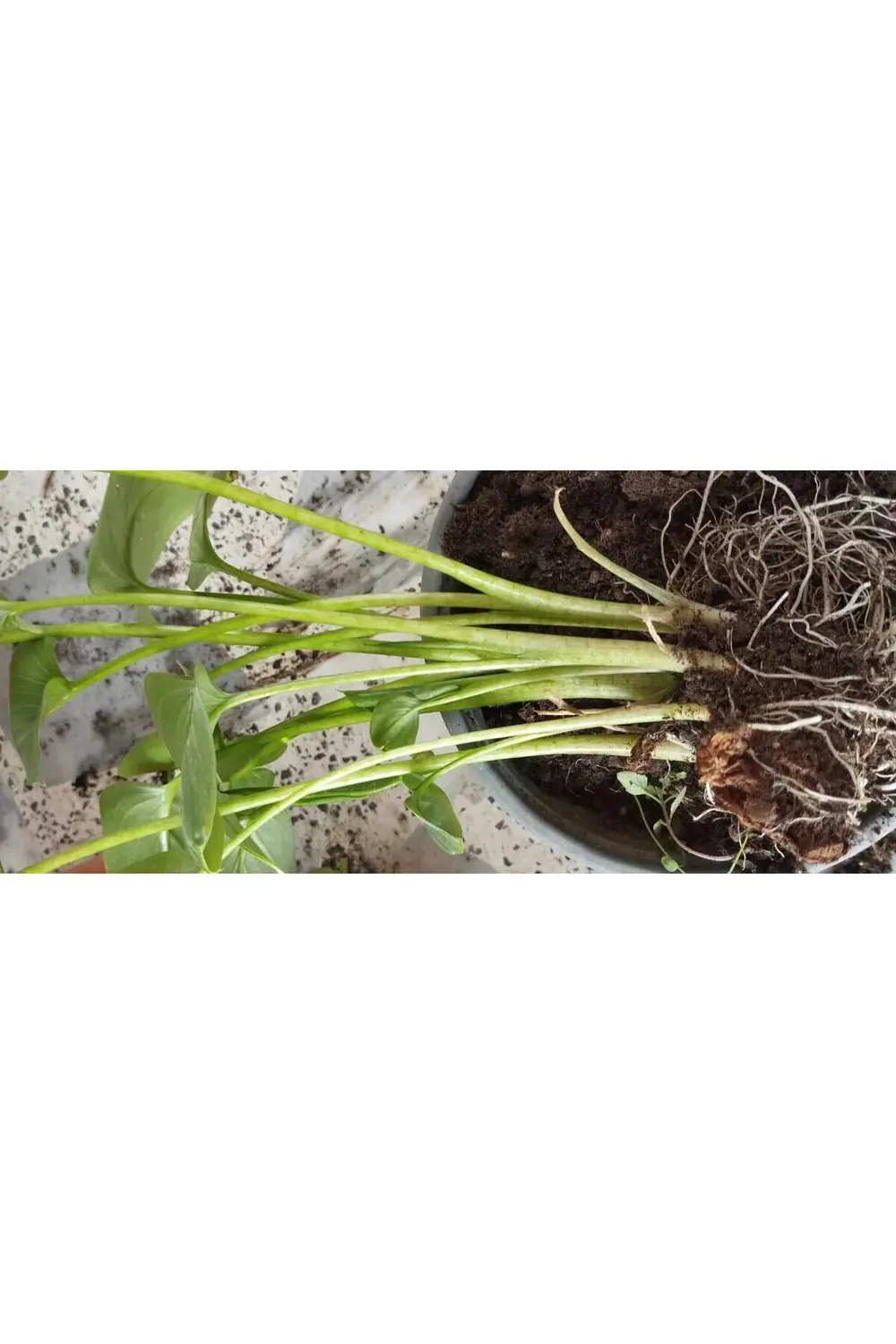 Karışık Renklerde Gala Çiçeği Soğanı 10'lu