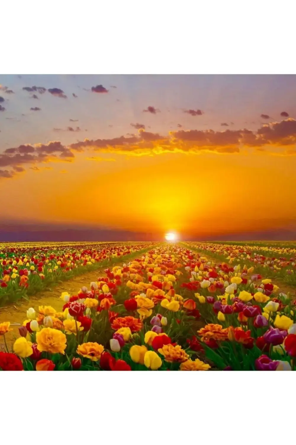 Karışık Renklerde Lale Soğanı (10 Adet)