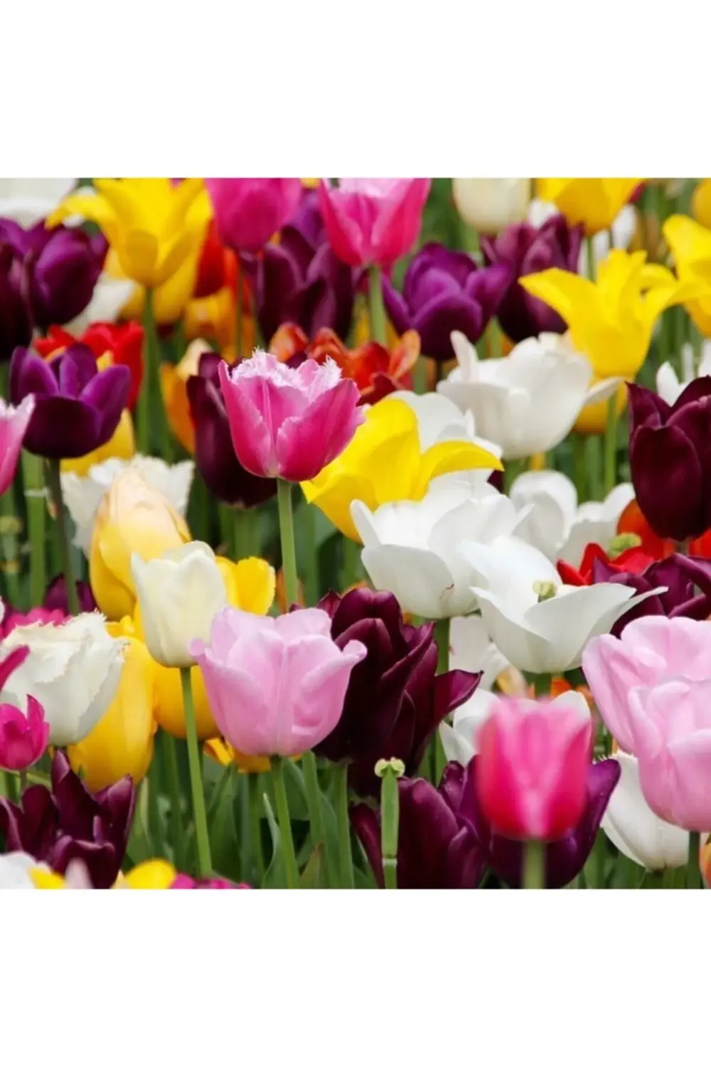 Karışık Renklerde Lale Soğanı (10 Adet)