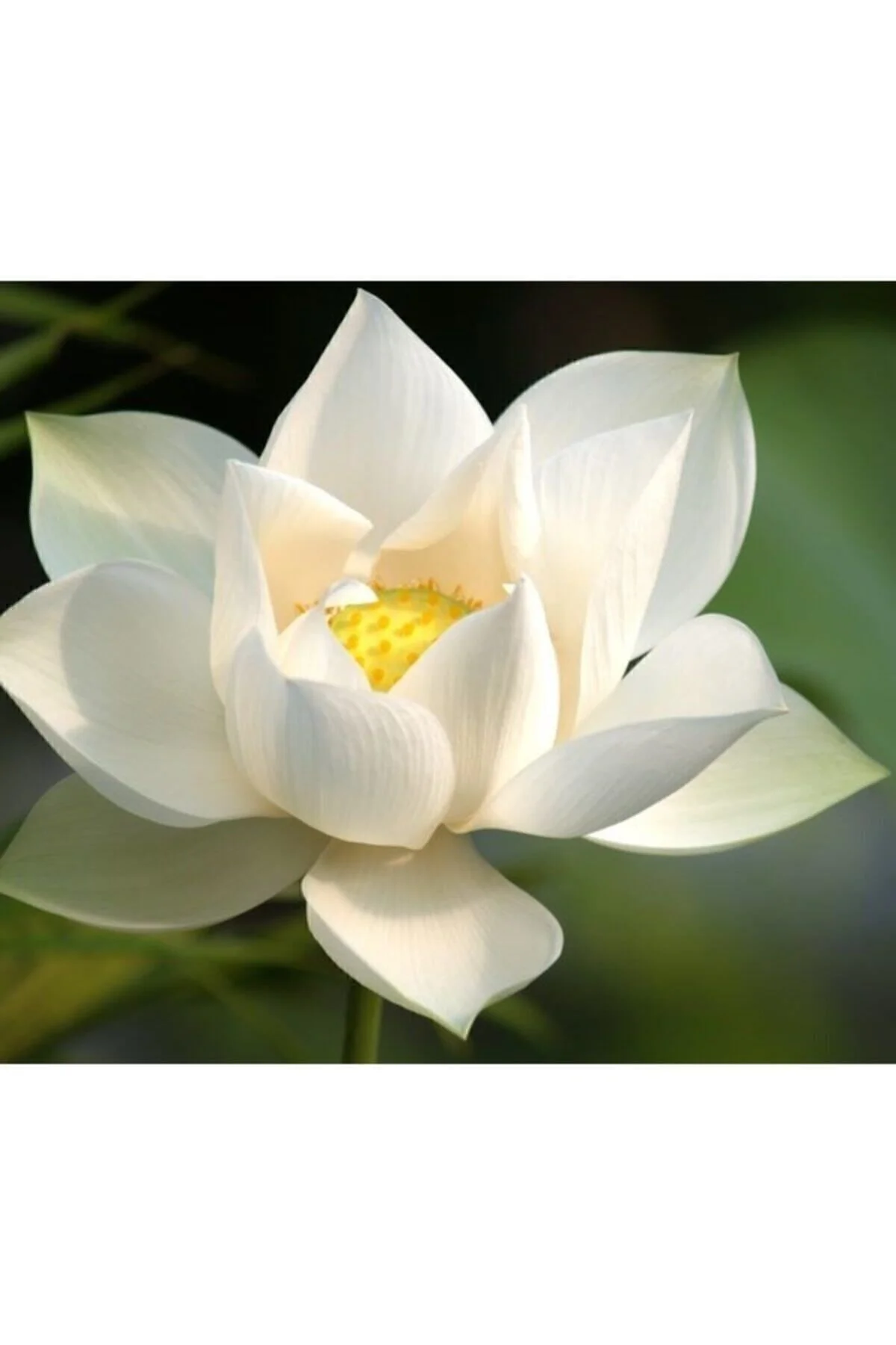Karışık Renkli Lotus Çiçeği Tohumu Fiyatı, Yorumları ve Özellikleri