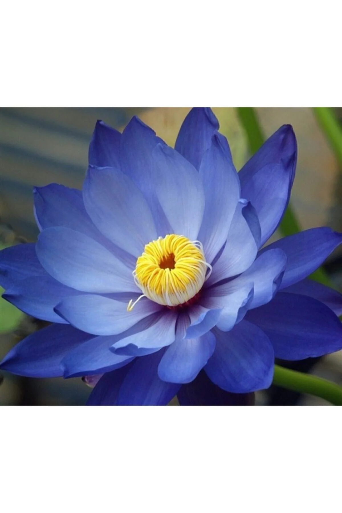 Karışık Renkli Lotus Çiçeği Tohumu Fiyatı, Yorumları ve Özellikleri