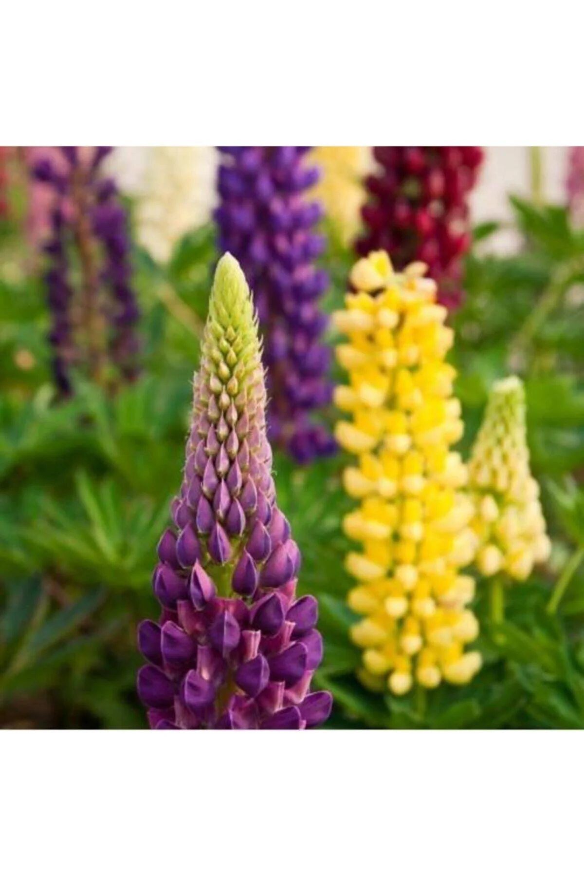 Karışık Renkli Lupin Acı Bakla Çiçeği Tohumu 5li Karışık Renkli Lupin Acı Bakla Çiçeği Tohumu 5li