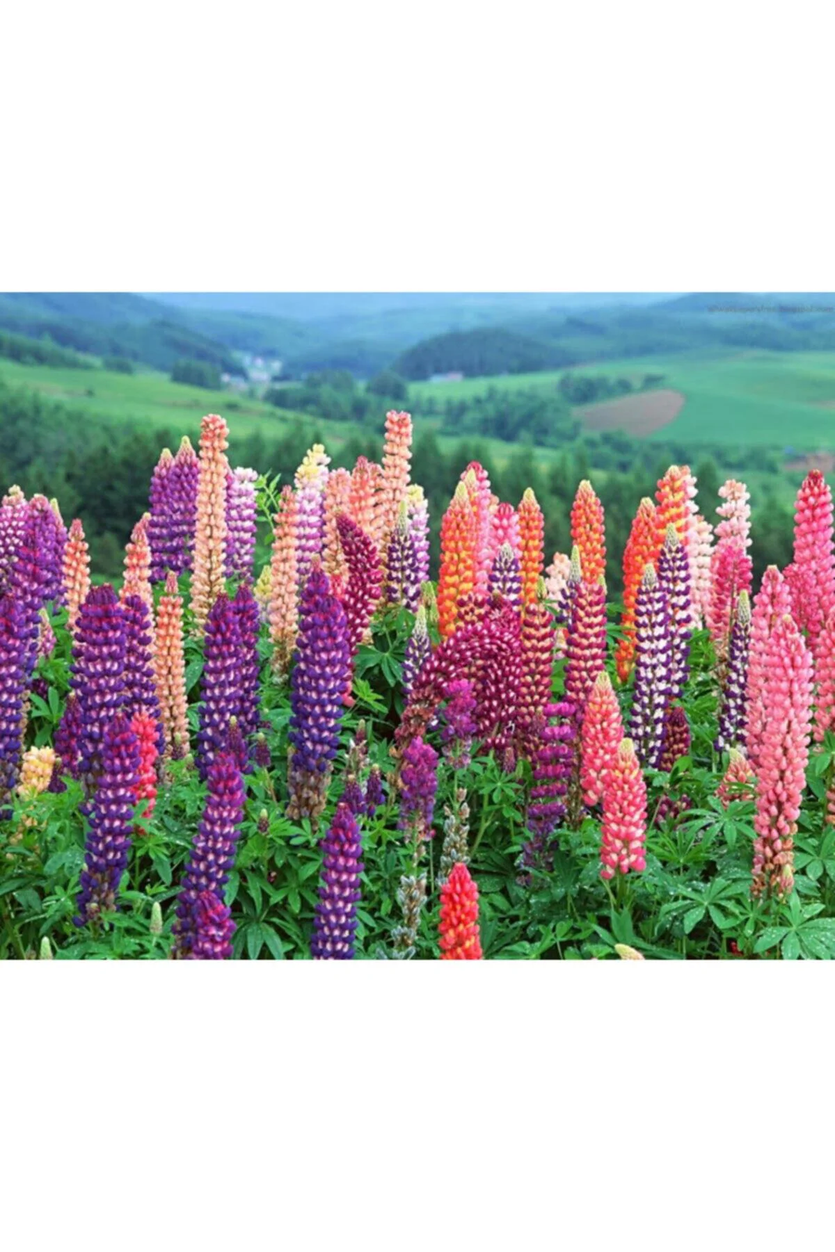 Karışık Renkli Lupin Acı Bakla Çiçeği Tohumu 5li Karışık Renkli Lupin Acı Bakla Çiçeği Tohumu 5li