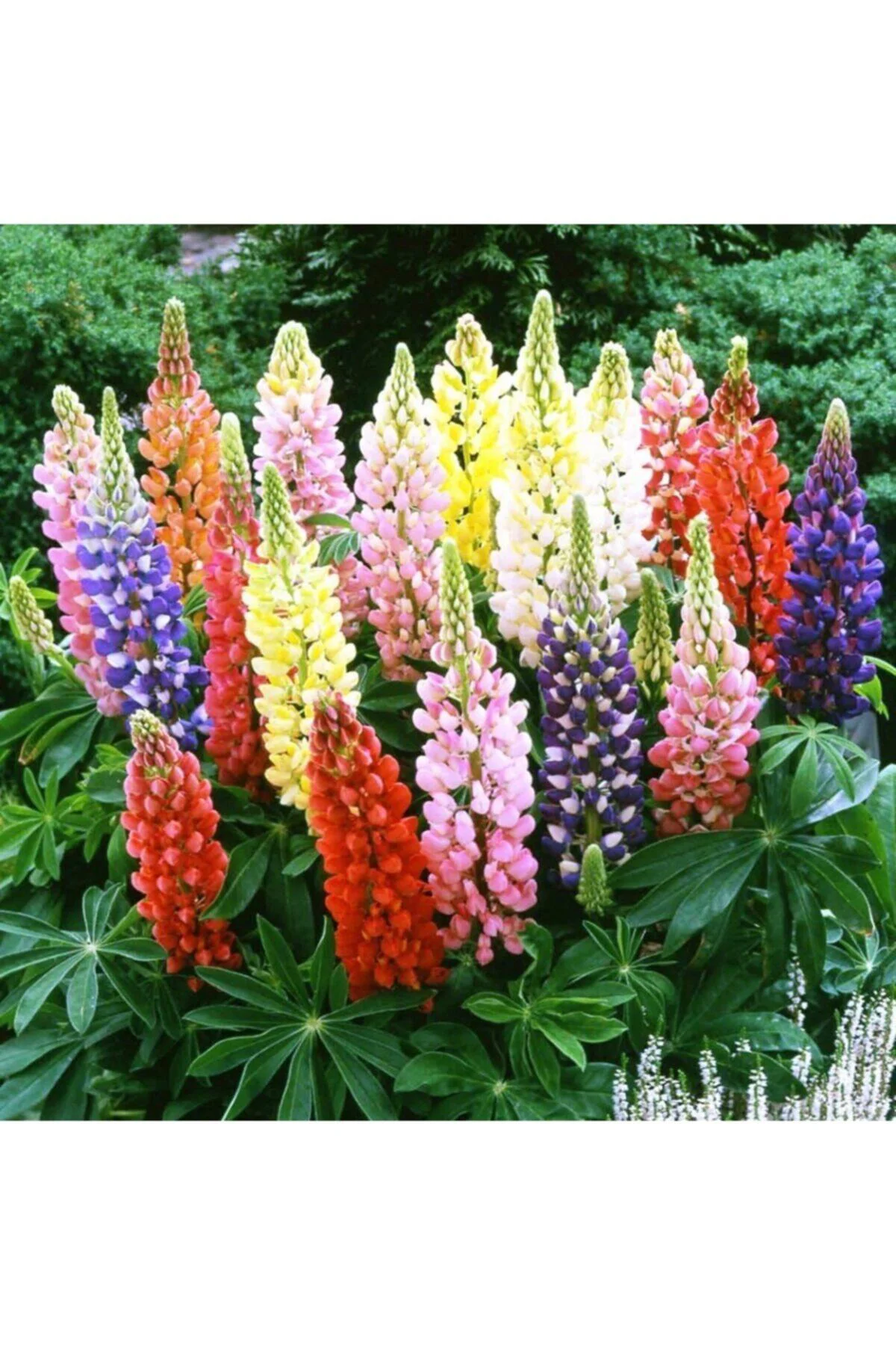Karışık Renkli Lupin Acı Bakla Çiçeği Tohumu 5li Karışık Renkli Lupin Acı Bakla Çiçeği Tohumu 5li