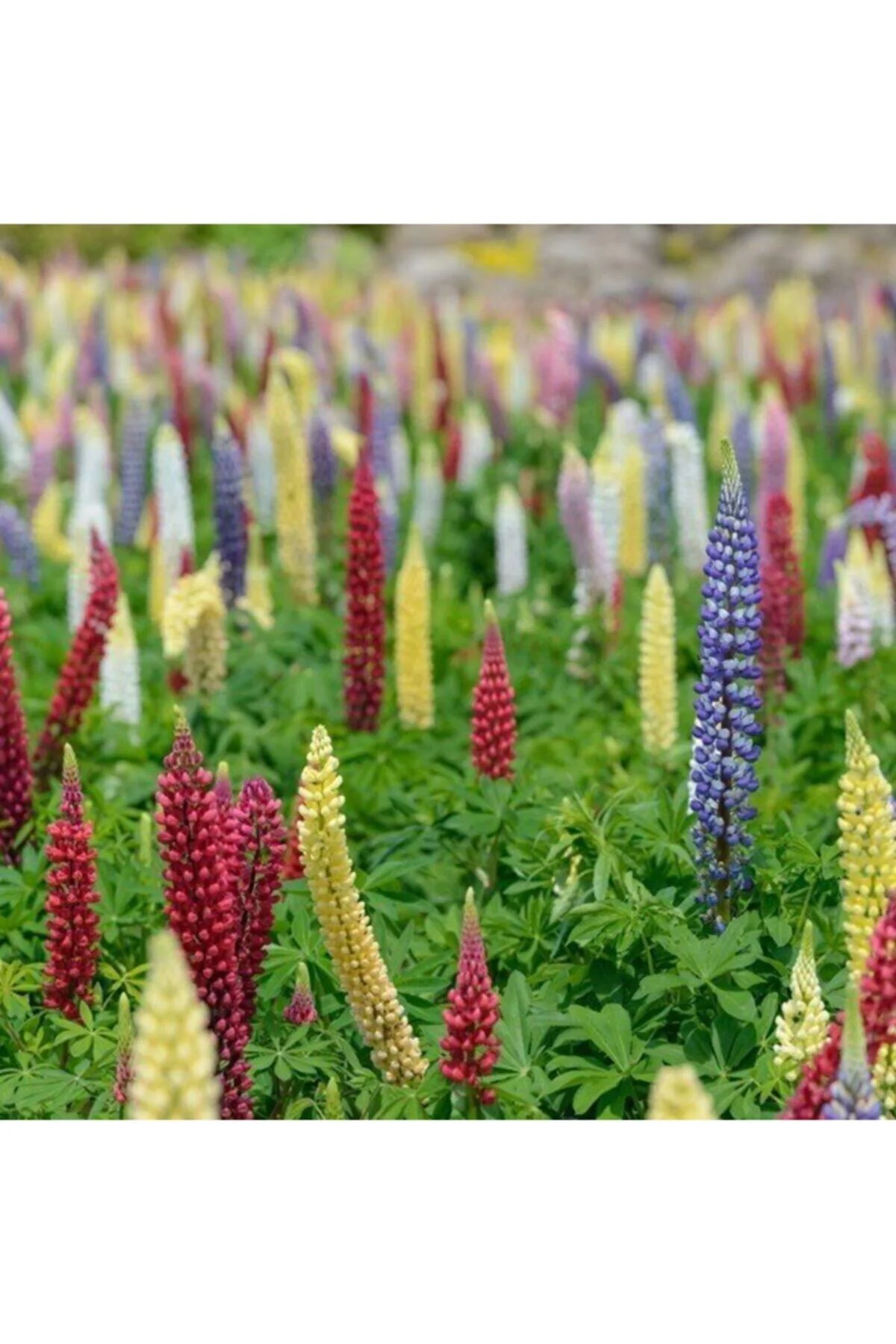Karışık Renkli Lupin Acı Bakla Çiçeği Tohumu 5li Karışık Renkli Lupin Acı Bakla Çiçeği Tohumu 5li