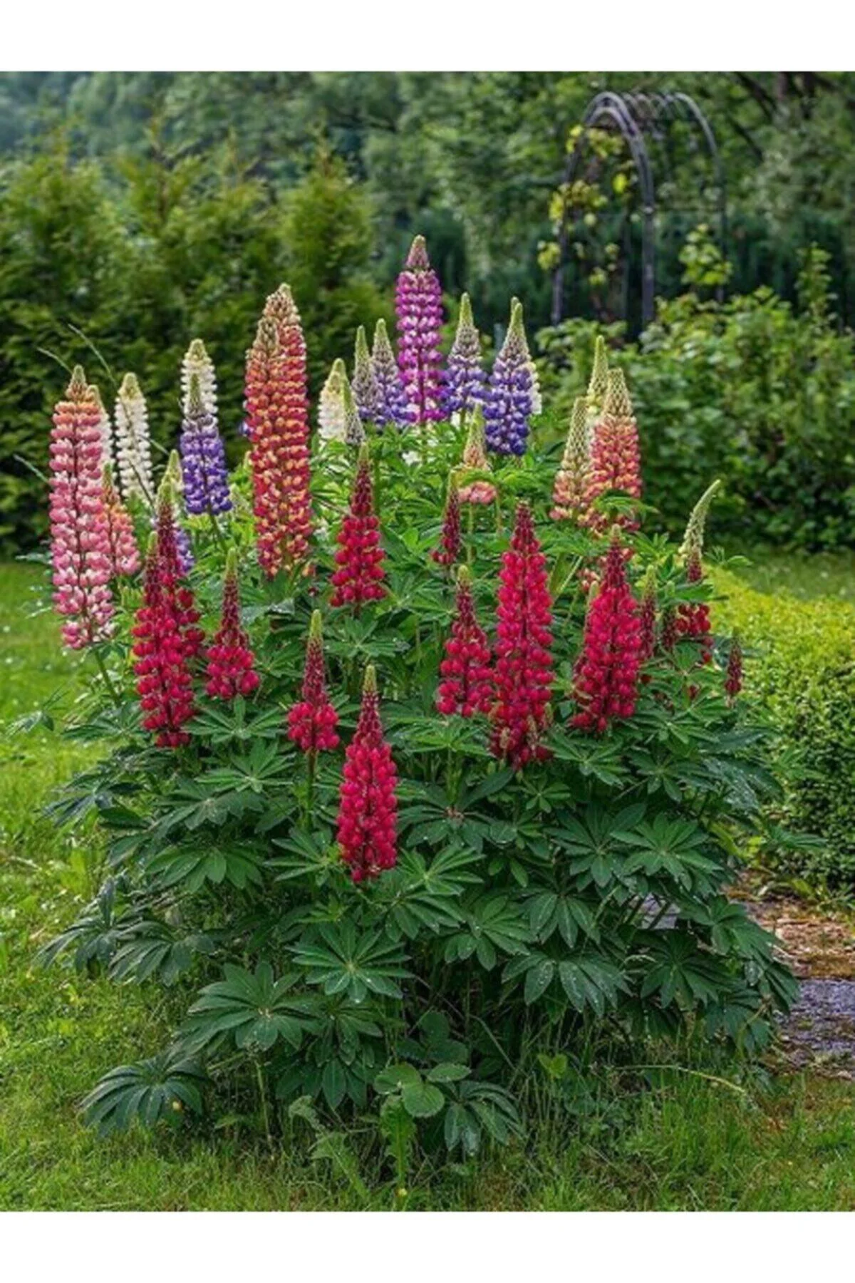 Karışık Renkli Lupin Acı Bakla Çiçeği Tohumu 5li Karışık Renkli Lupin Acı Bakla Çiçeği Tohumu 5li