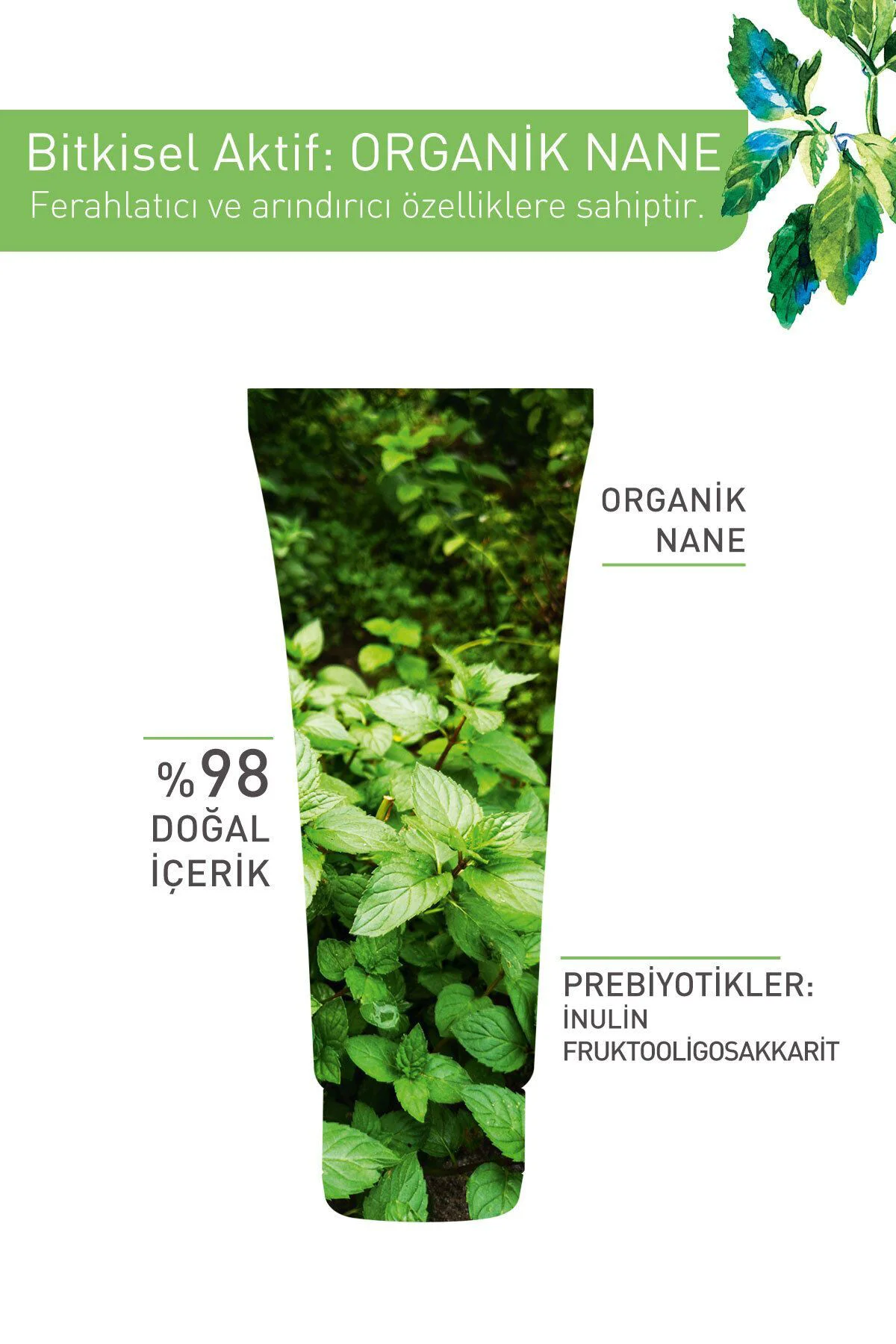 Karma ve Yağlı Cilt, Arındırıcı, Temizleyici, Matlaştırıcı Prebiy