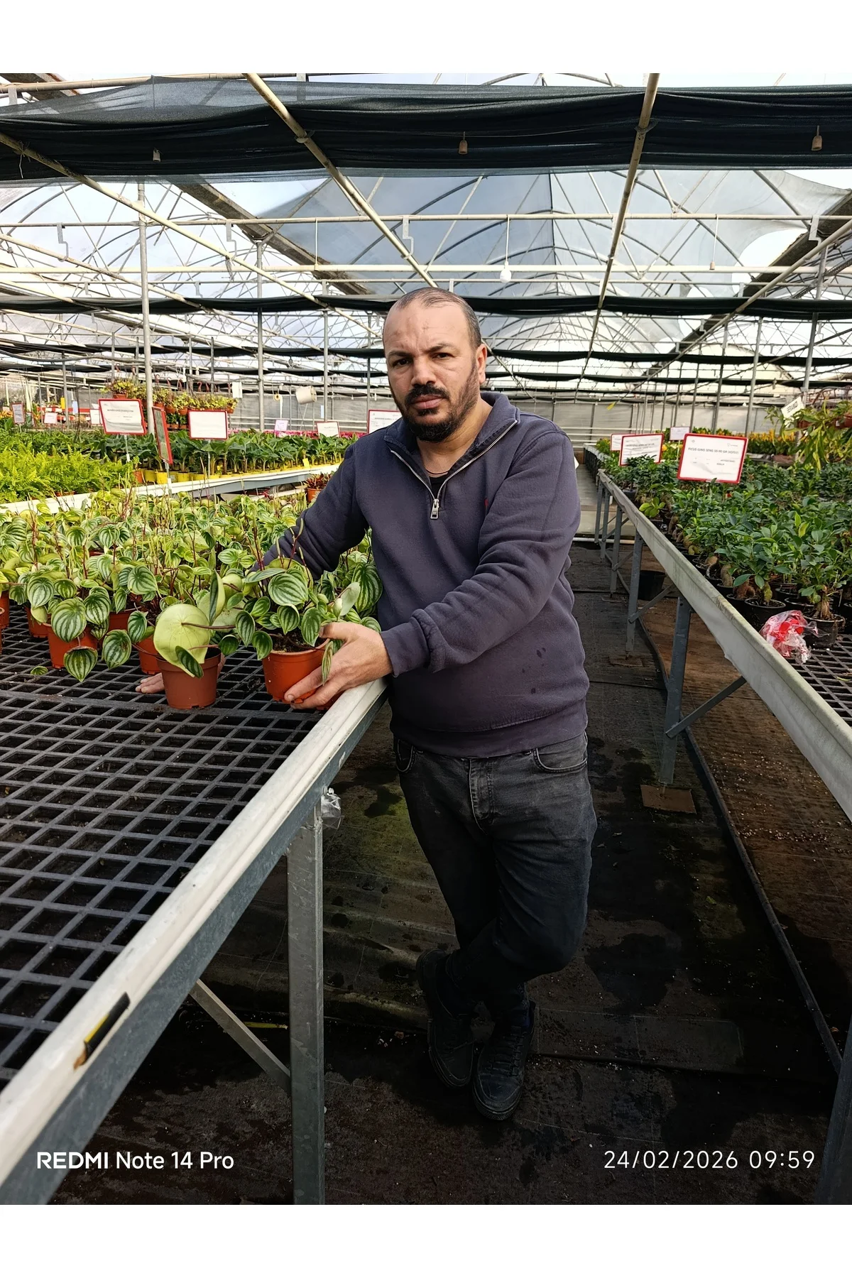 Karpuz Desenli Peperomia Watermelon Saksılı Canlı Bitki – Dekorat