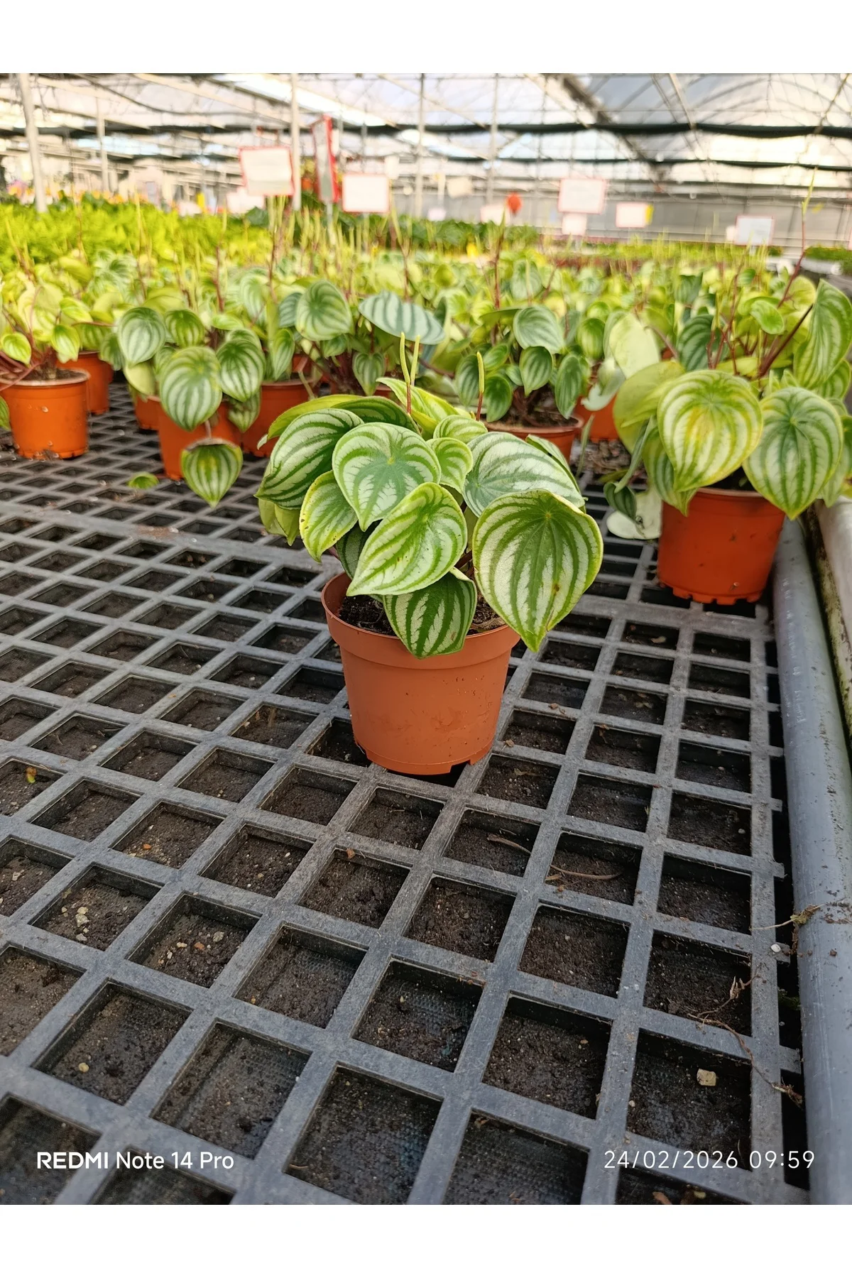 Karpuz Desenli Peperomia Watermelon Saksılı Canlı Bitki – Dekorat