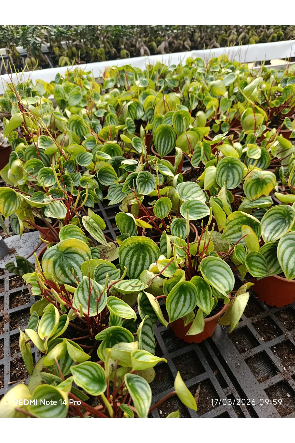 Karpuz Peperomia Canlı İç Mekan Bitkisi - Özel Gümüş Desenli Egzo