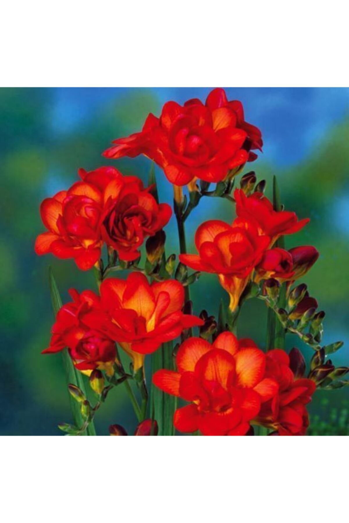 Patika Botanik Katmerli Çift Kirmizi Frezya Soğani 5 Adet