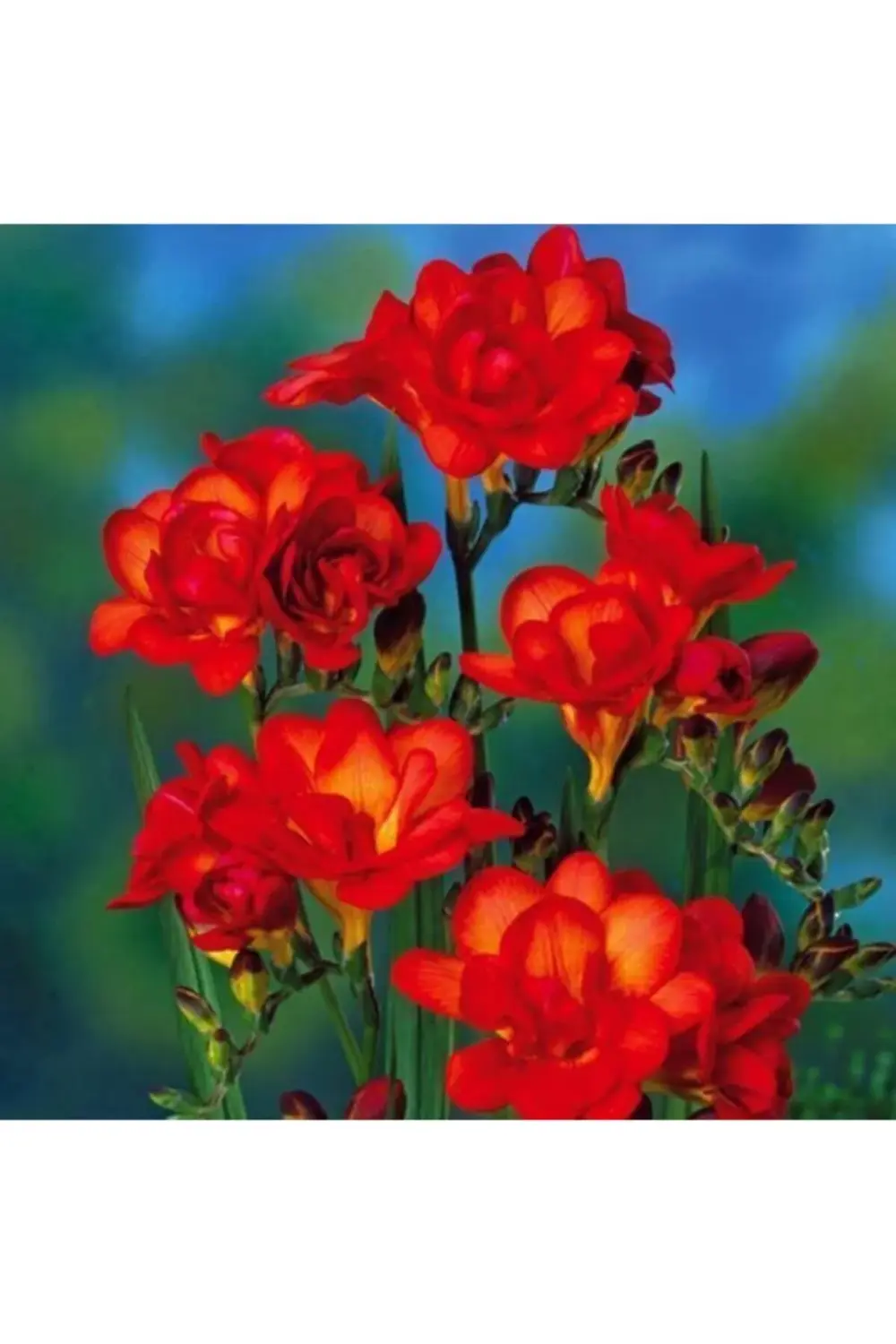 Katmerli Çift Kırmızı Frezya Soğanı 5 Adet