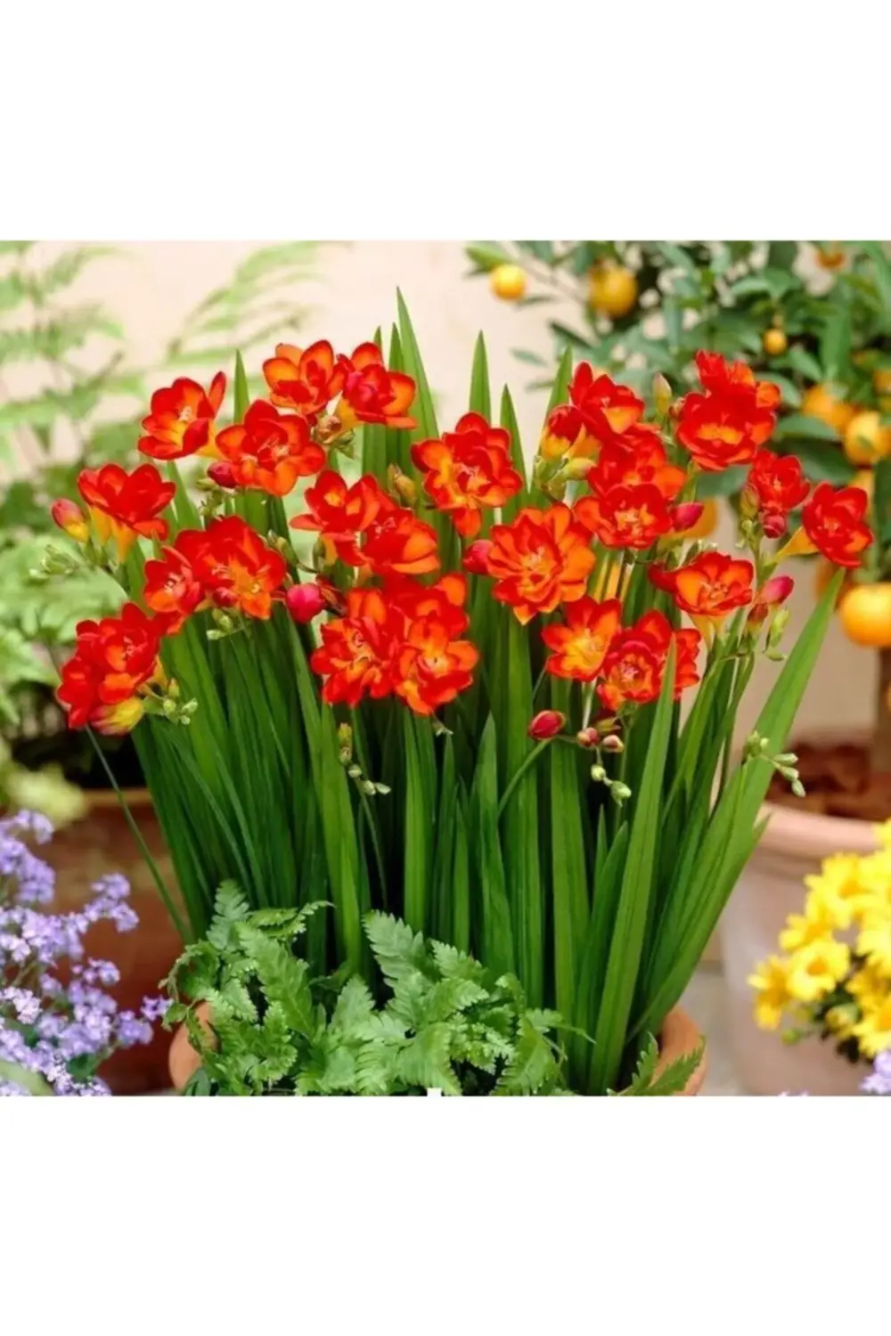 Katmerli Çift Kırmızı Frezya Soğanı 5 Adet