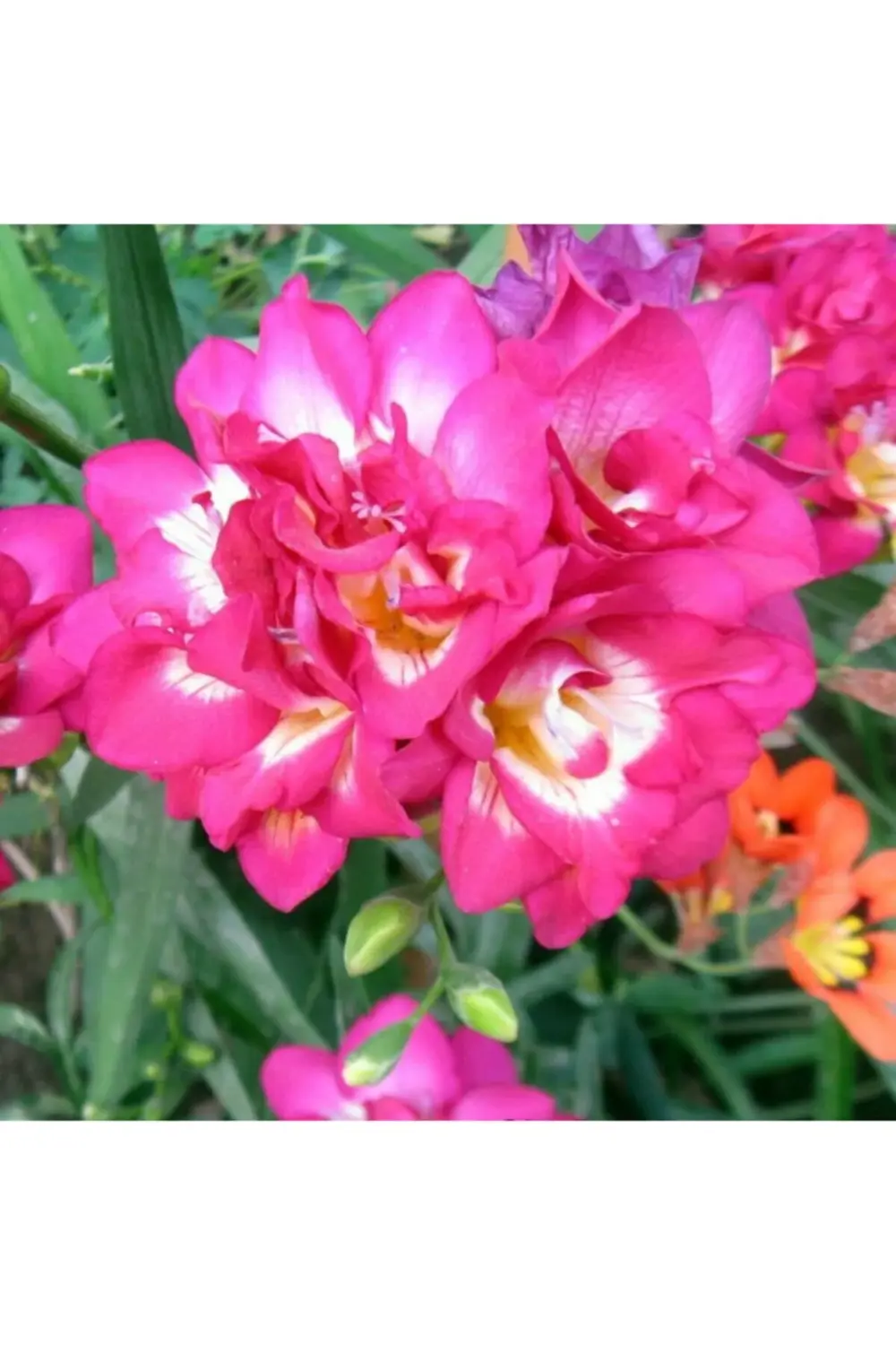 - Katmerli Çift Pembe Frezya Soğanı 5 Adet