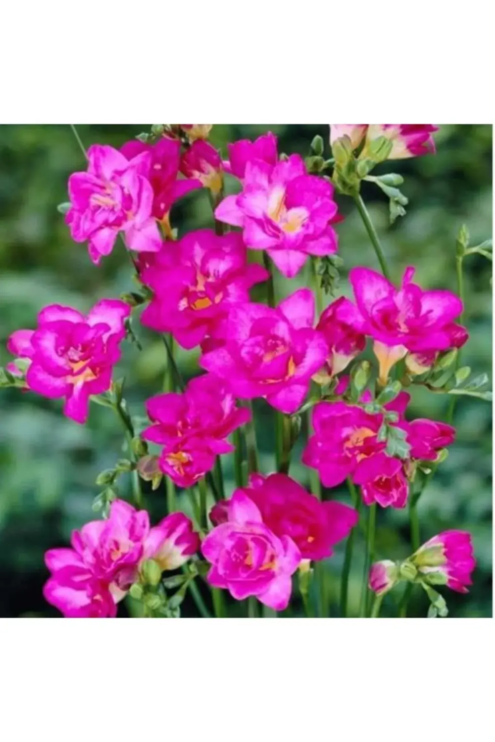 - Katmerli Çift Pembe Frezya Soğanı 5 Adet