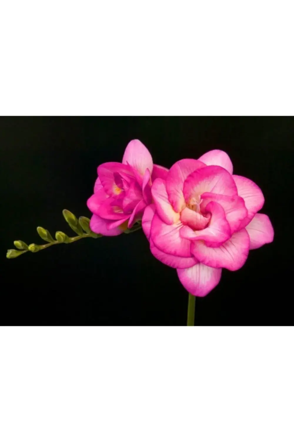 - Katmerli Çift Pembe Frezya Soğanı 5 Adet