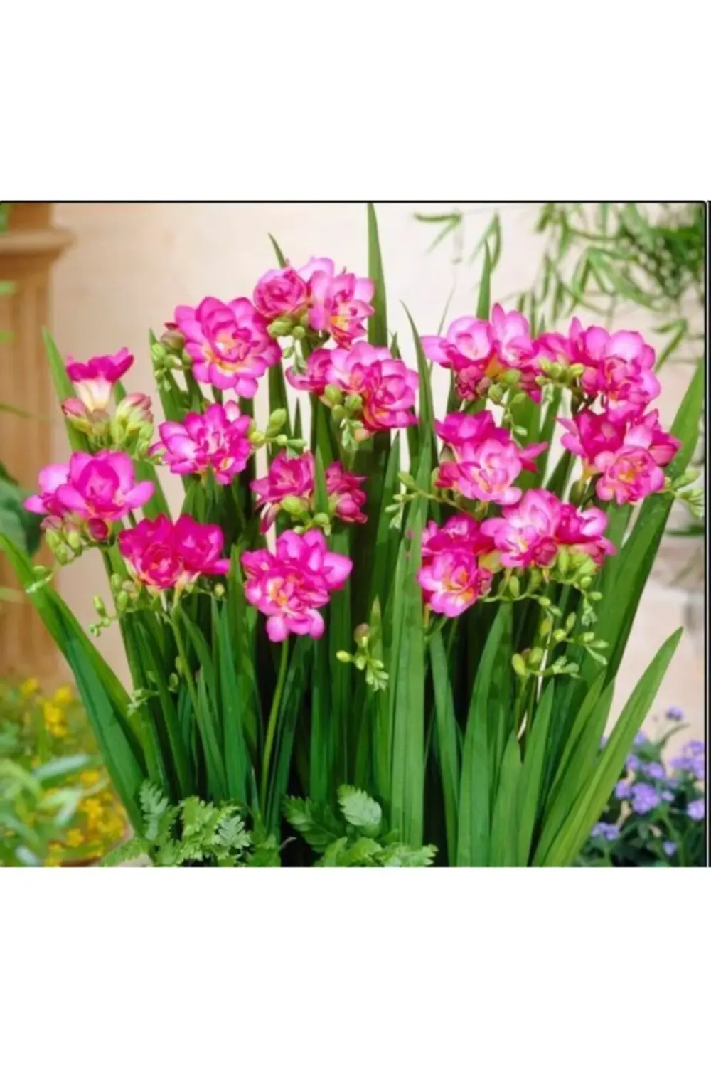 - Katmerli Çift Pembe Frezya Soğanı 5 Adet