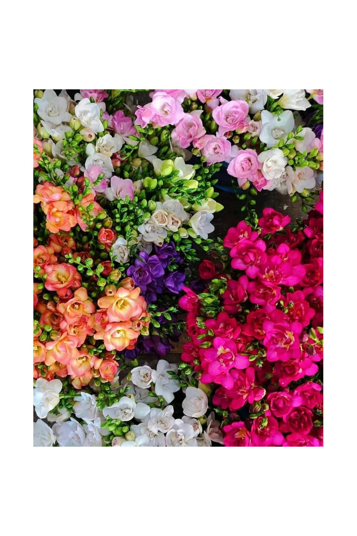 Zeysen Tropikal Katmerli Frezya Çiçeği Soğanı - 10 Adet ( Zengin Abla Çiçeği )