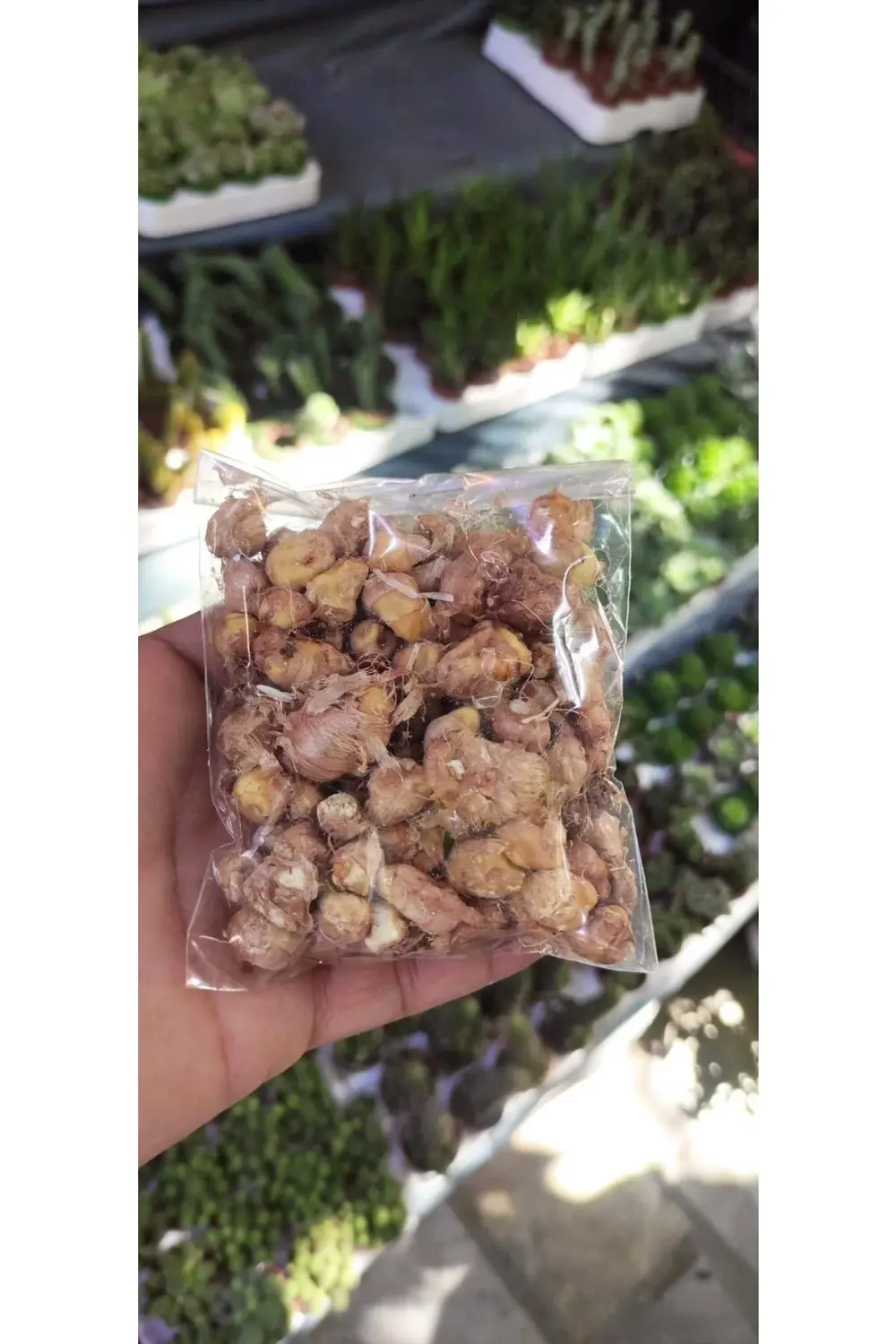 Katmerli Frezya Soğanı Irili Ufaklı Karışık Renk 35 Adet