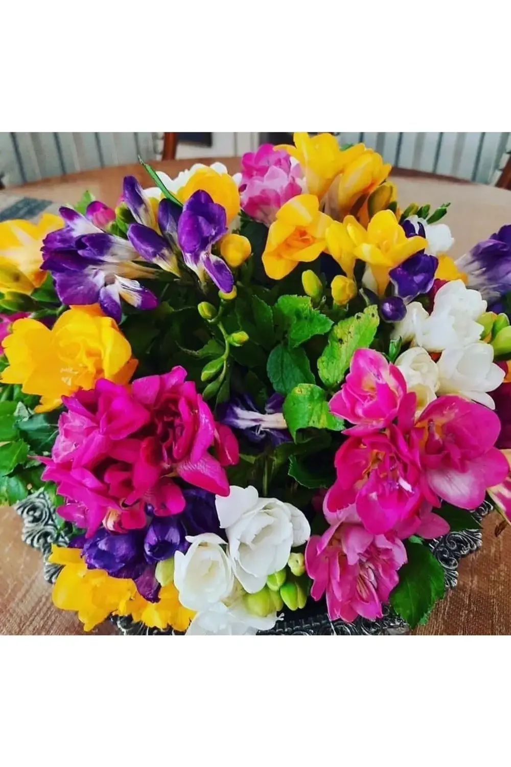 Katmerli Frezya Soğanı Irili Ufaklı Karışık Renk 35 Adet