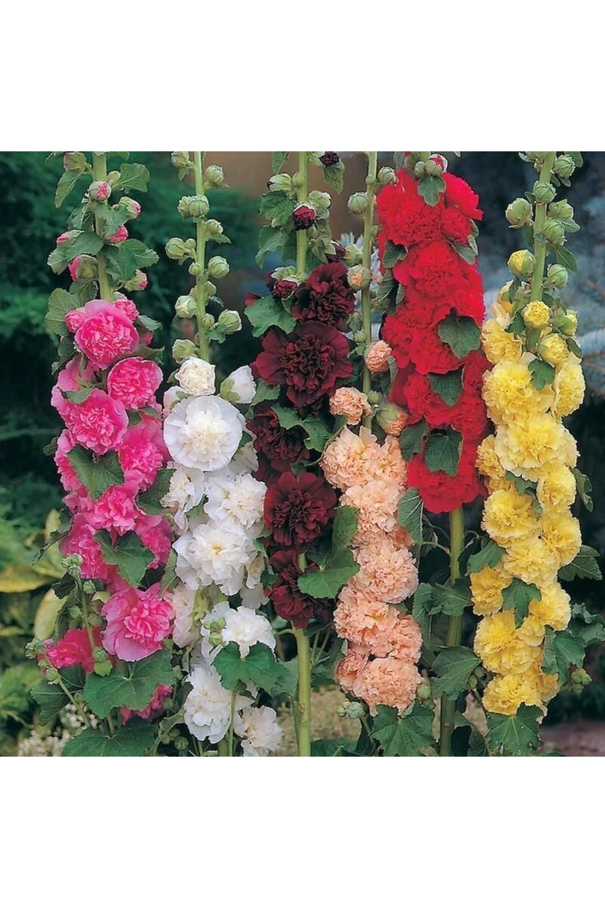 Katmerli gülhatmi tohumu hibrit chaters double alcea rosea hollyhock Katmerli gülhatmi tohumu hibrit chaters double alcea rosea hollyhock