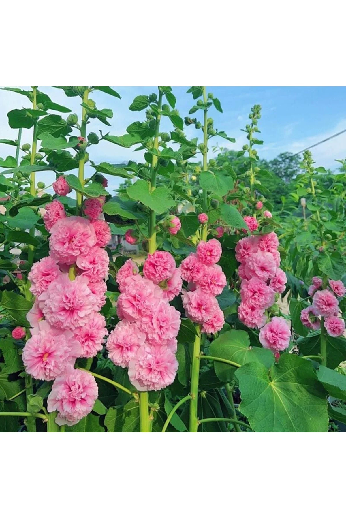 Katmerli gülhatmi tohumu hibrit chaters double alcea rosea hollyhock Katmerli gülhatmi tohumu hibrit chaters double alcea rosea hollyhock