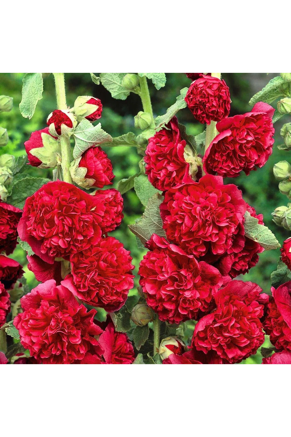 Katmerli gülhatmi tohumu hibrit chaters double alcea rosea hollyhock Katmerli gülhatmi tohumu hibrit chaters double alcea rosea hollyhock