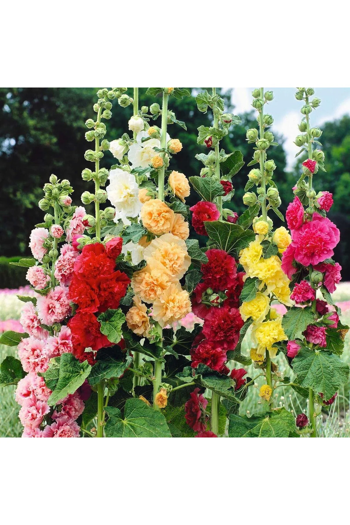 Katmerli gülhatmi tohumu hibrit chaters double alcea rosea hollyhock Katmerli gülhatmi tohumu hibrit chaters double alcea rosea hollyhock