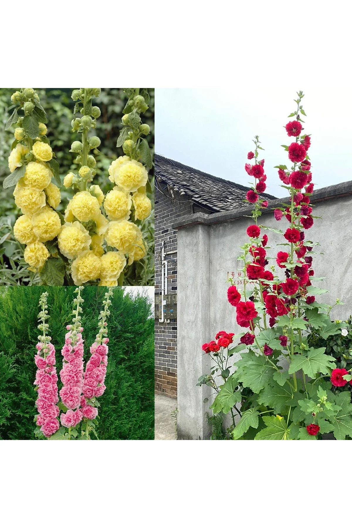 Katmerli gülhatmi tohumu hibrit chaters double alcea rosea hollyhock Katmerli gülhatmi tohumu hibrit chaters double alcea rosea hollyhock