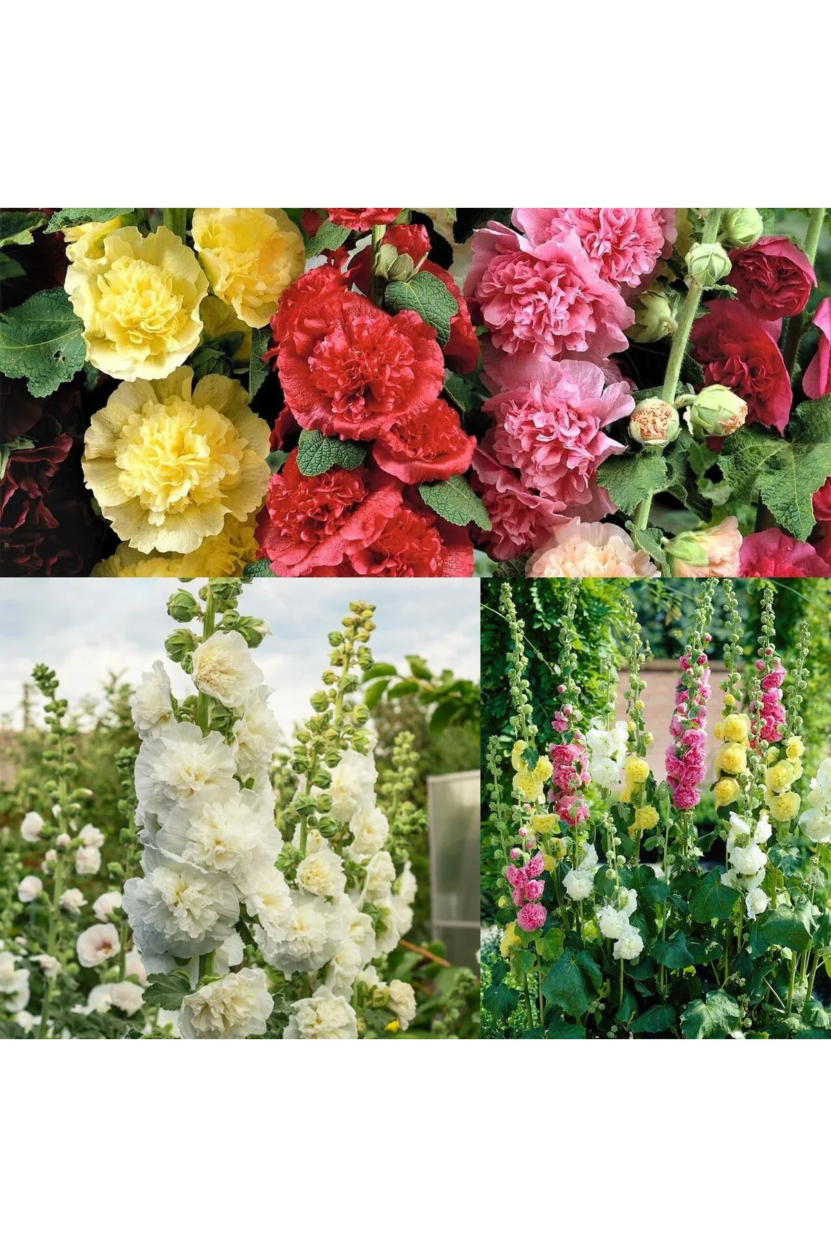 Katmerli gülhatmi tohumu hibrit chaters double alcea rosea hollyhock Katmerli gülhatmi tohumu hibrit chaters double alcea rosea hollyhock