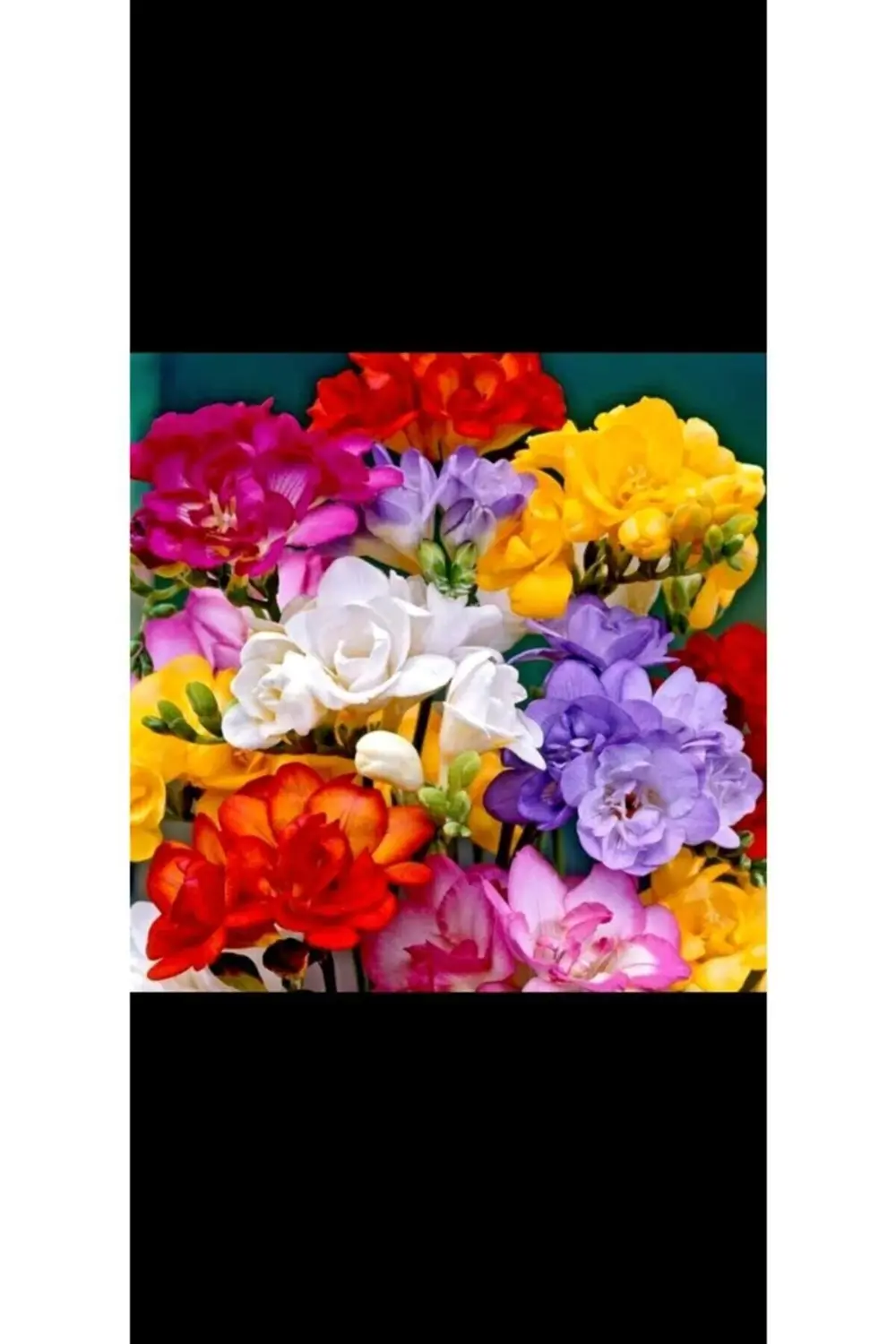 Katmerli Kokulu Frezya 20 Adet Mix