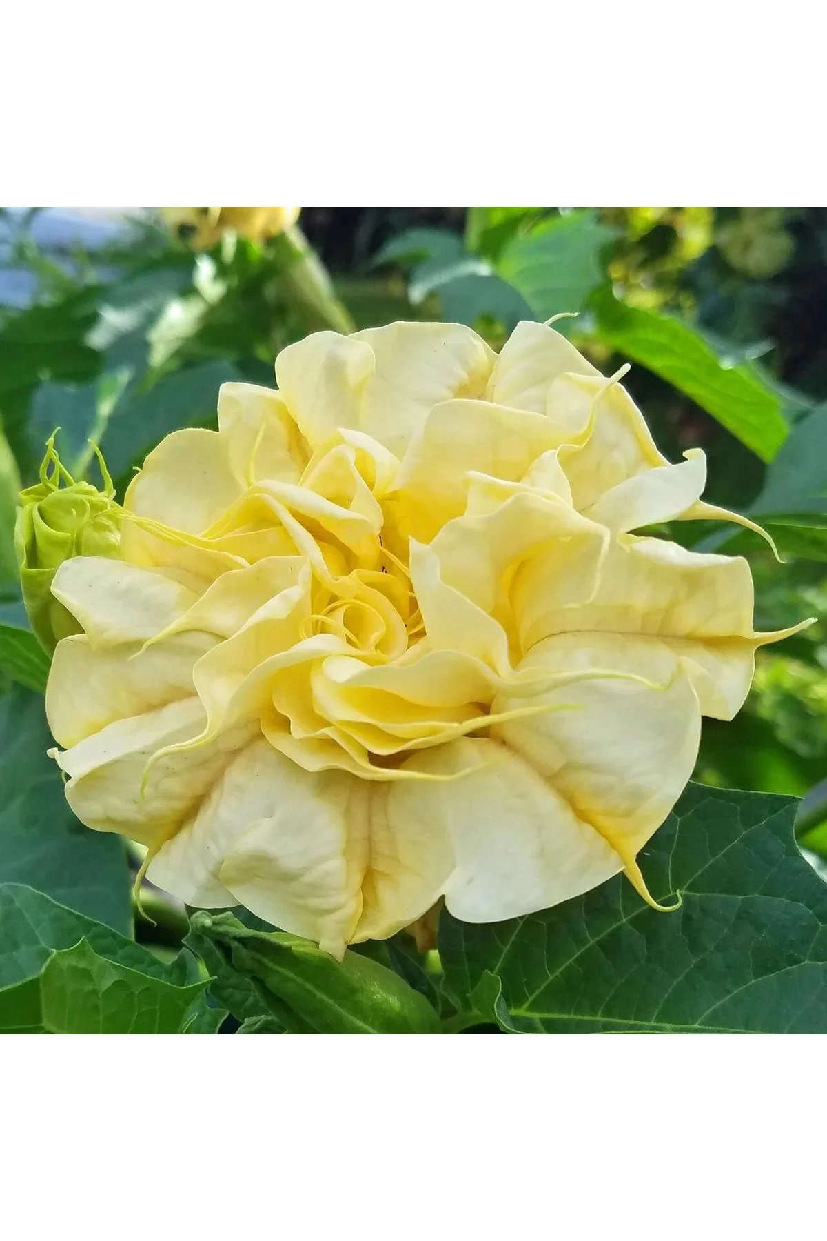 Katmerli sarı datura tohumu ballerina serisi ( 20 tohum ) Fiyatı, Yorumları ve Özellikleri