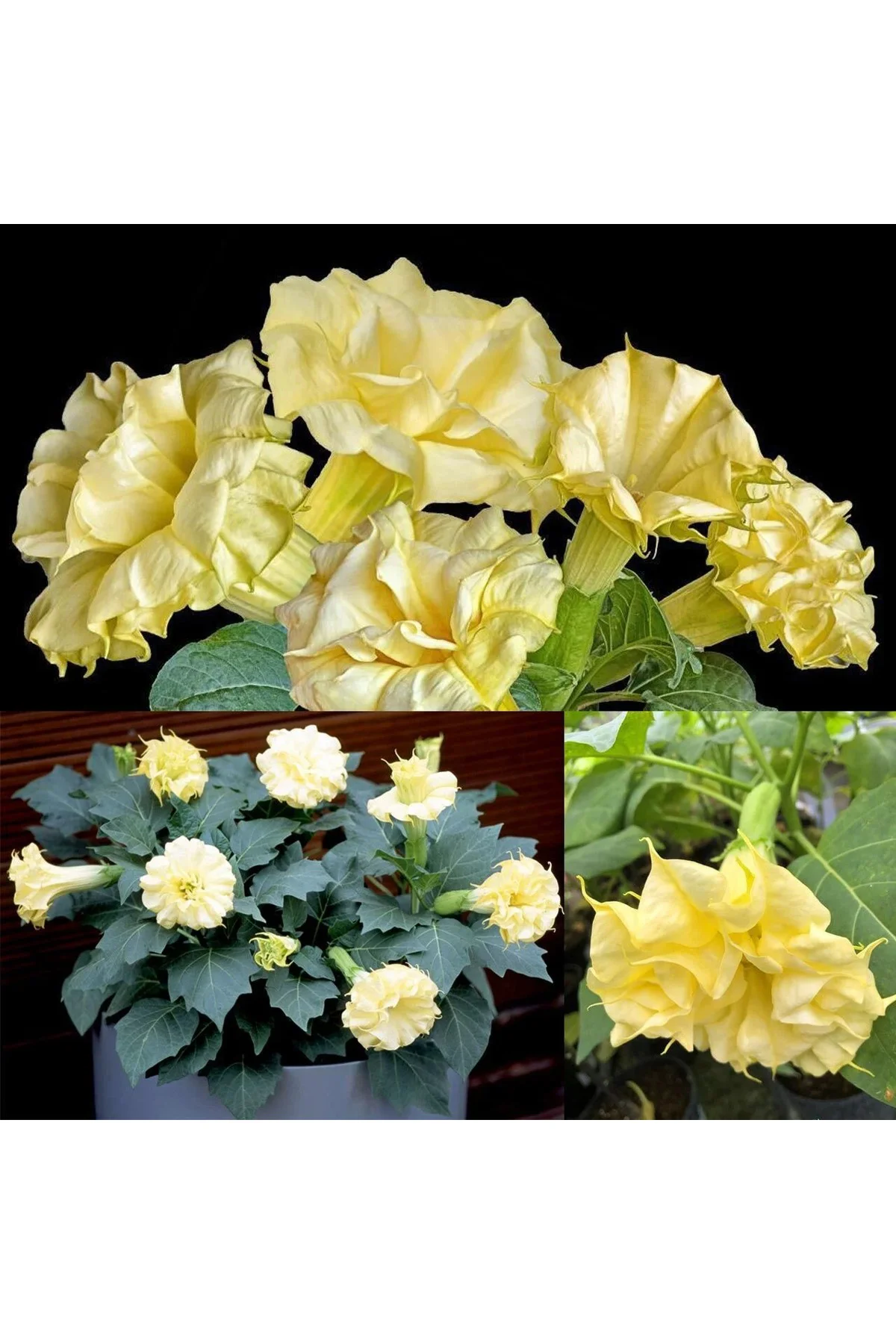 Katmerli sarı datura tohumu ballerina serisi ( 20 tohum ) Fiyatı, Yorumları ve Özellikleri