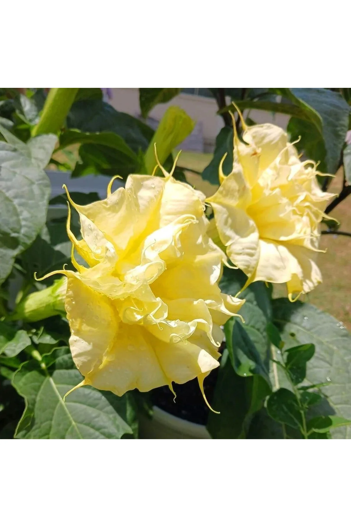 Katmerli sarı datura tohumu ballerina serisi ( 20 tohum ) Fiyatı, Yorumları ve Özellikleri