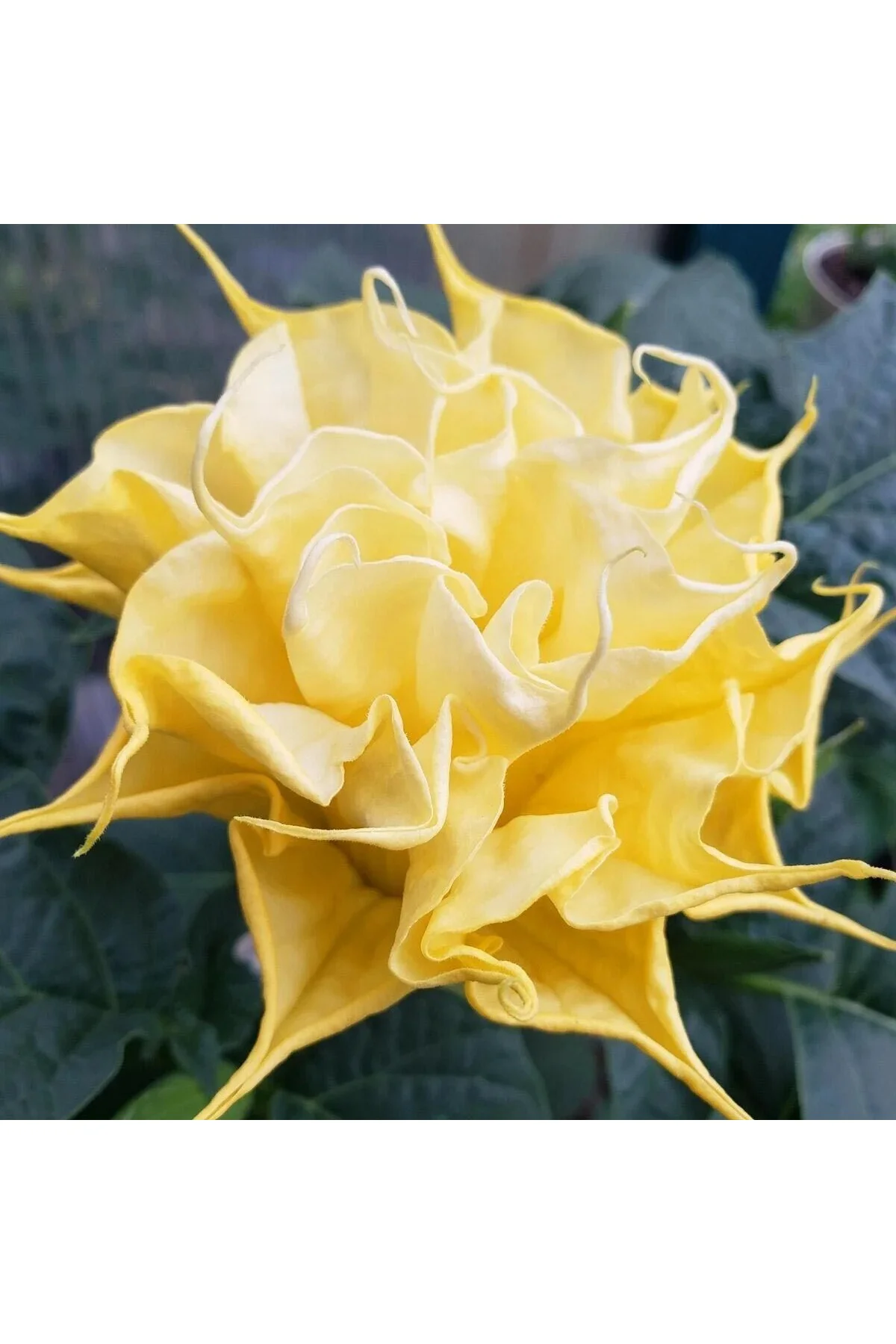 Katmerli sarı datura tohumu ballerina serisi ( 20 tohum ) Fiyatı, Yorumları ve Özellikleri
