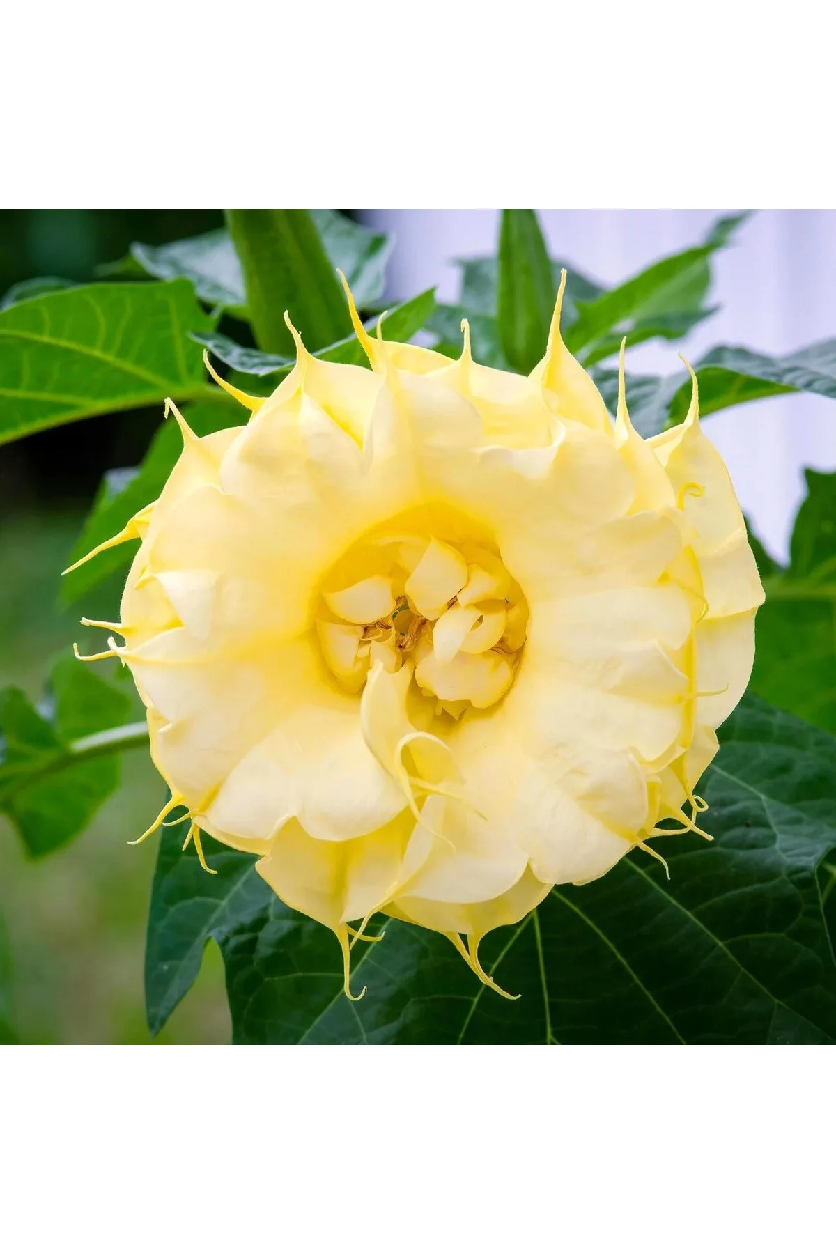 Katmerli sarı datura tohumu ballerina serisi ( 20 tohum ) Fiyatı, Yorumları ve Özellikleri