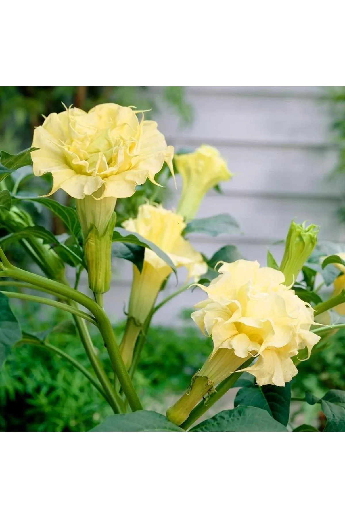 Katmerli sarı datura tohumu ballerina serisi ( 20 tohum ) Fiyatı, Yorumları ve Özellikleri