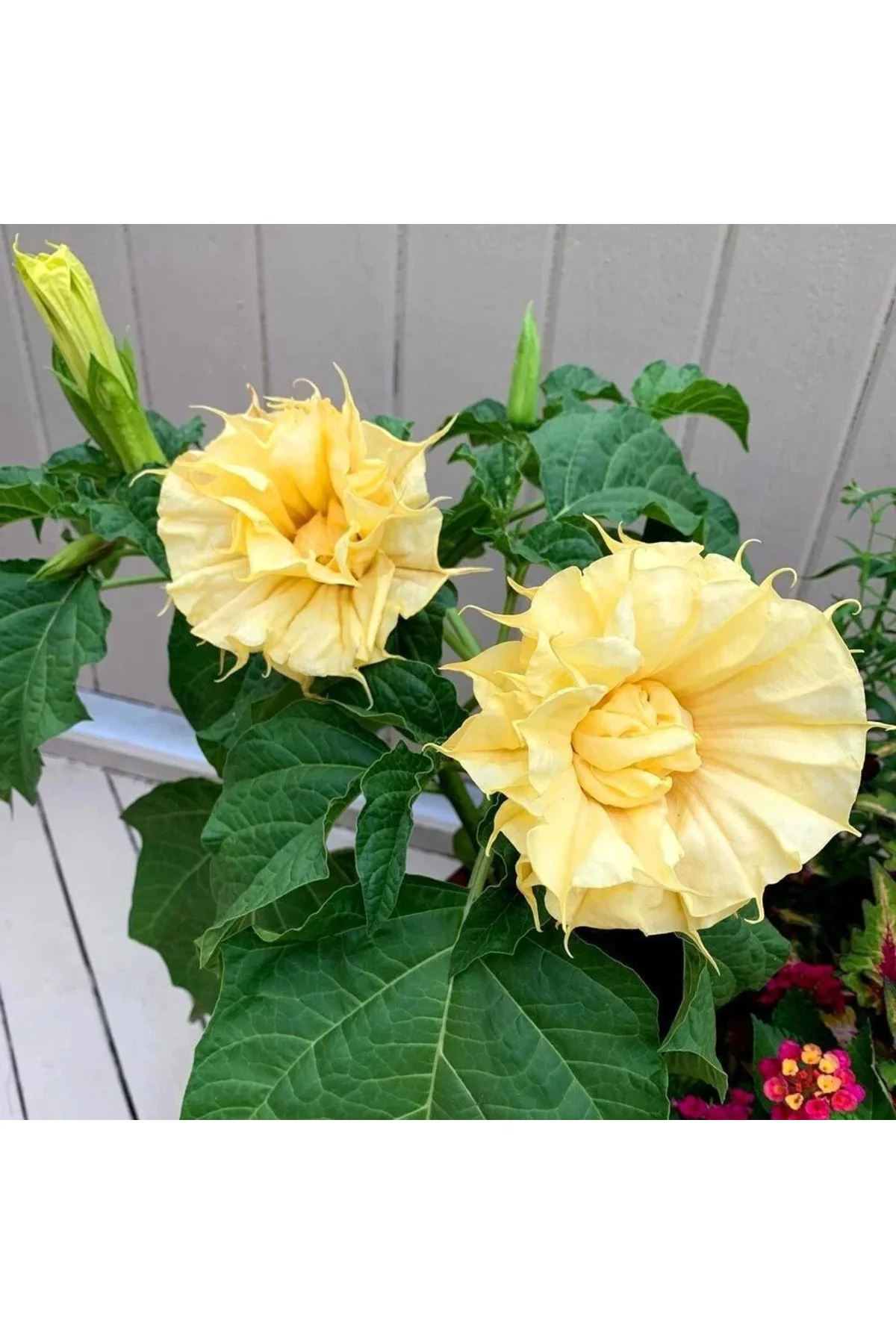 Katmerli sarı datura tohumu ballerina serisi ( 20 tohum ) Fiyatı, Yorumları ve Özellikleri