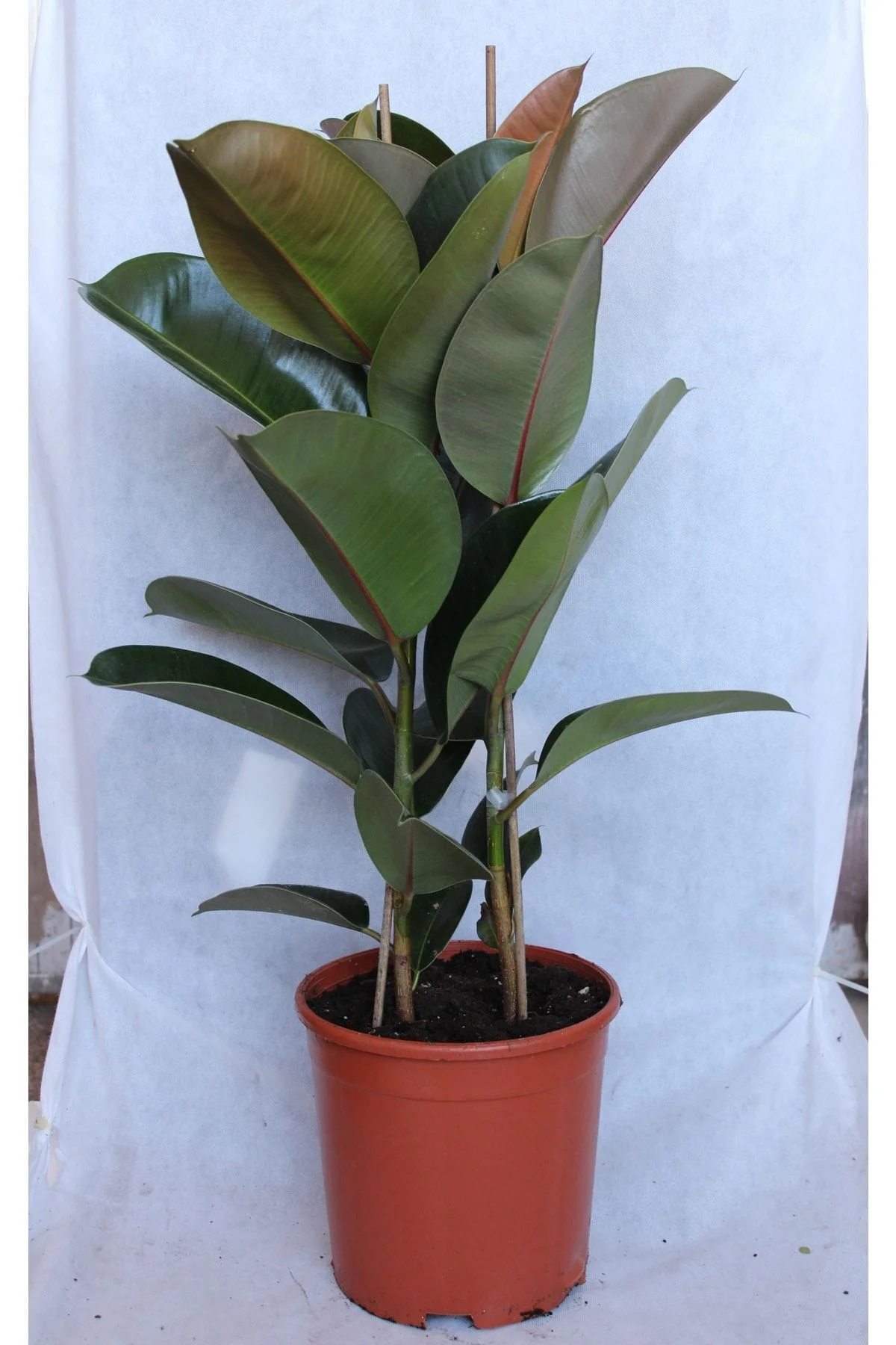Kauçuk 2'li 1 Mt (kauçuk Çifli) Ficus Elestica