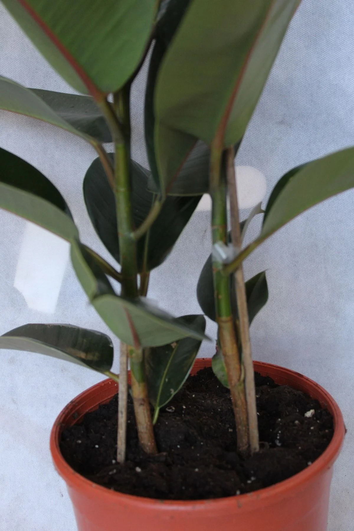 Kauçuk 2'li 1 Mt (kauçuk Çifli) Ficus Elestica