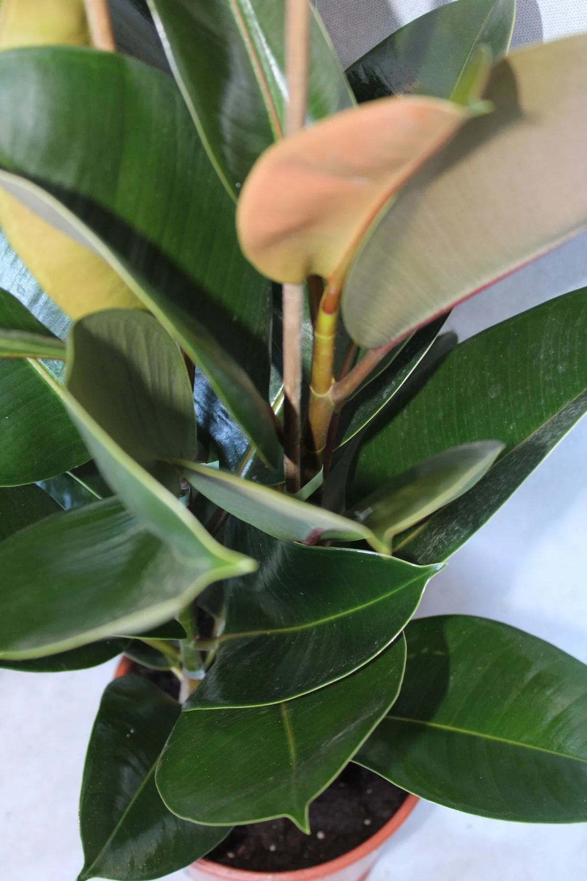 Kauçuk 2'li 1 Mt (kauçuk Çifli) Ficus Elestica - Görsel 2