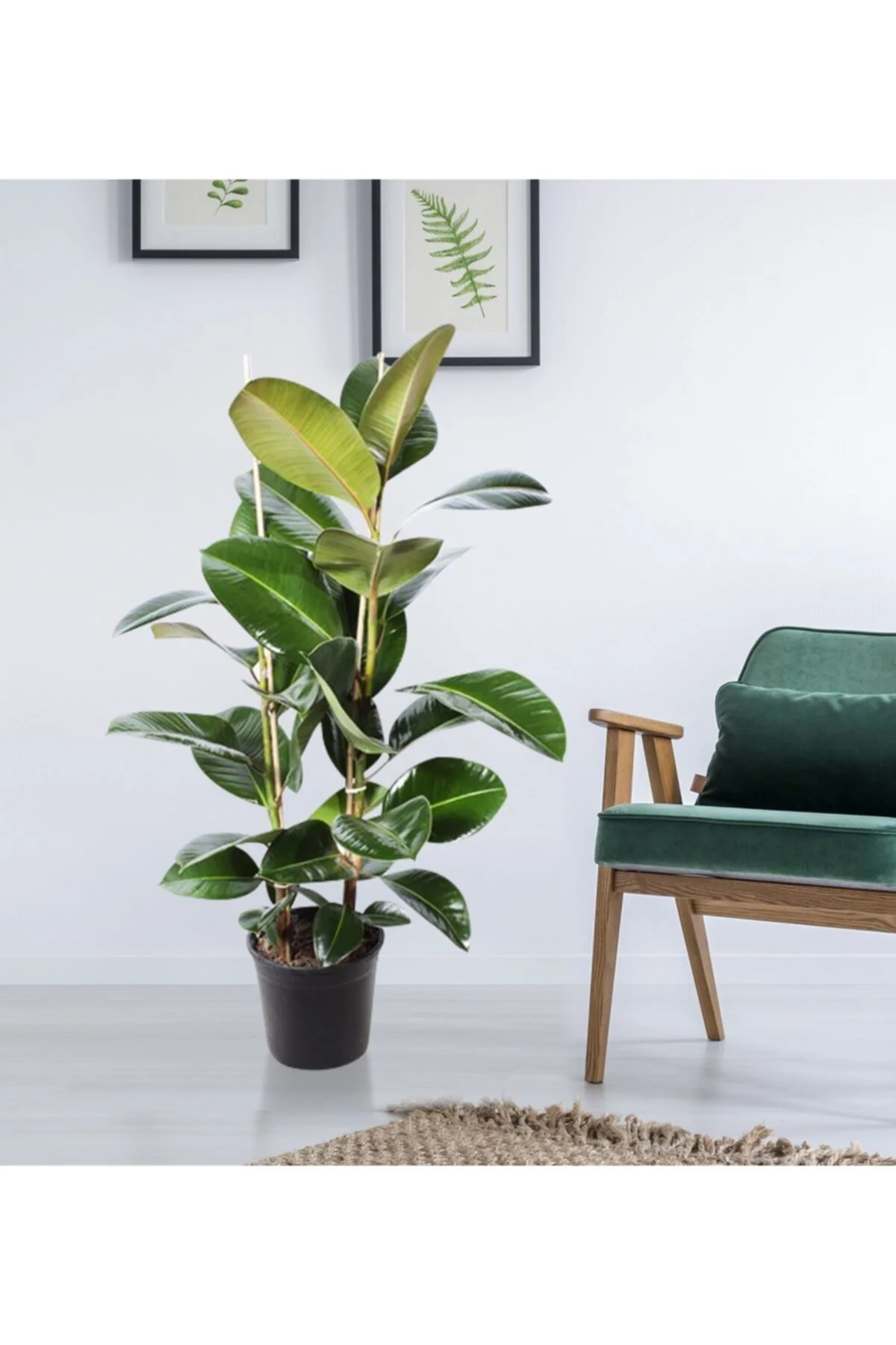 Kauçuk Bitkisi 100 Cm 2 Kök Ev Bitkisi Ofis Bitkisi