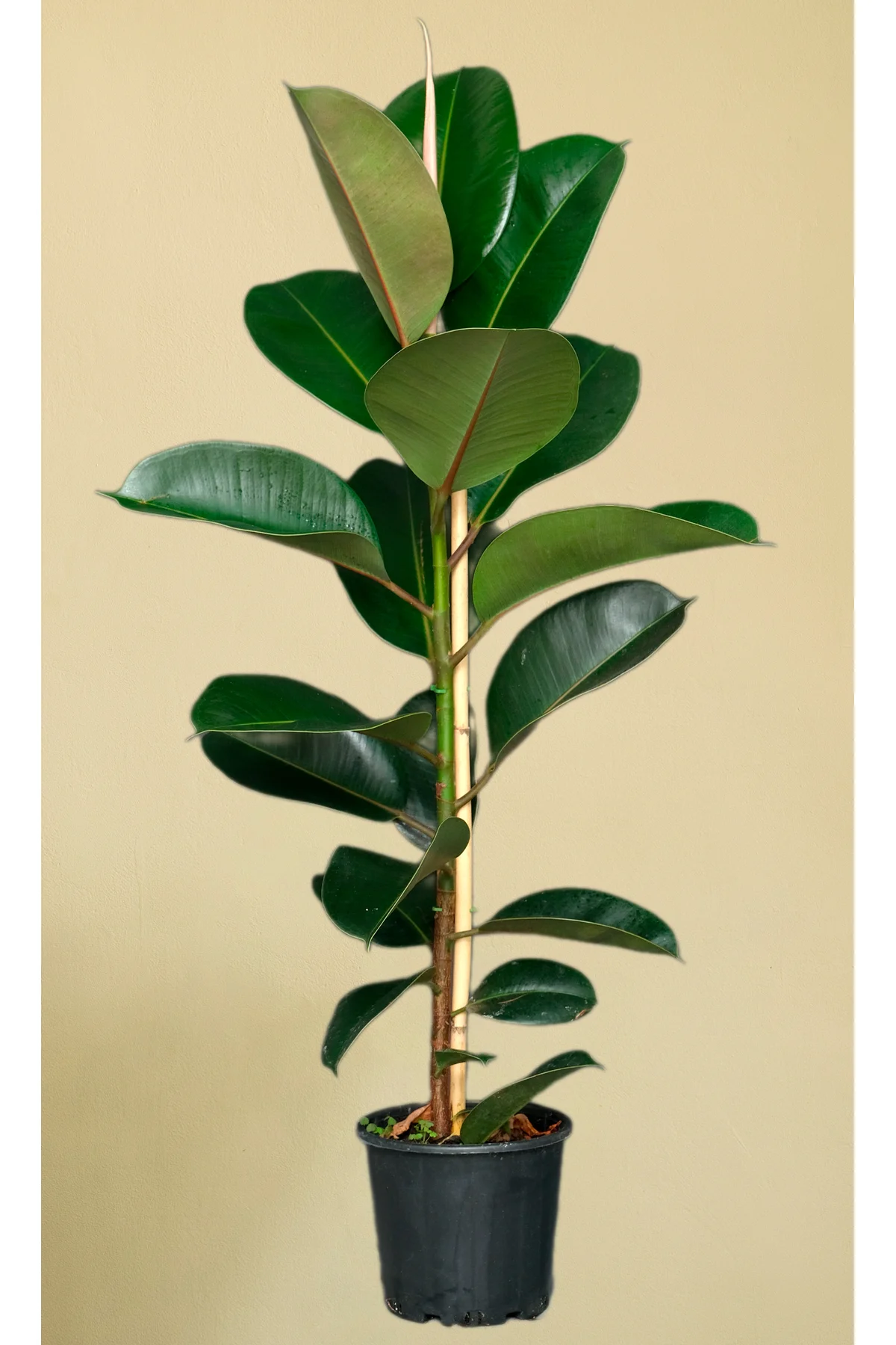 Kauçuk Bitkisi - 60 - 70 Cm
