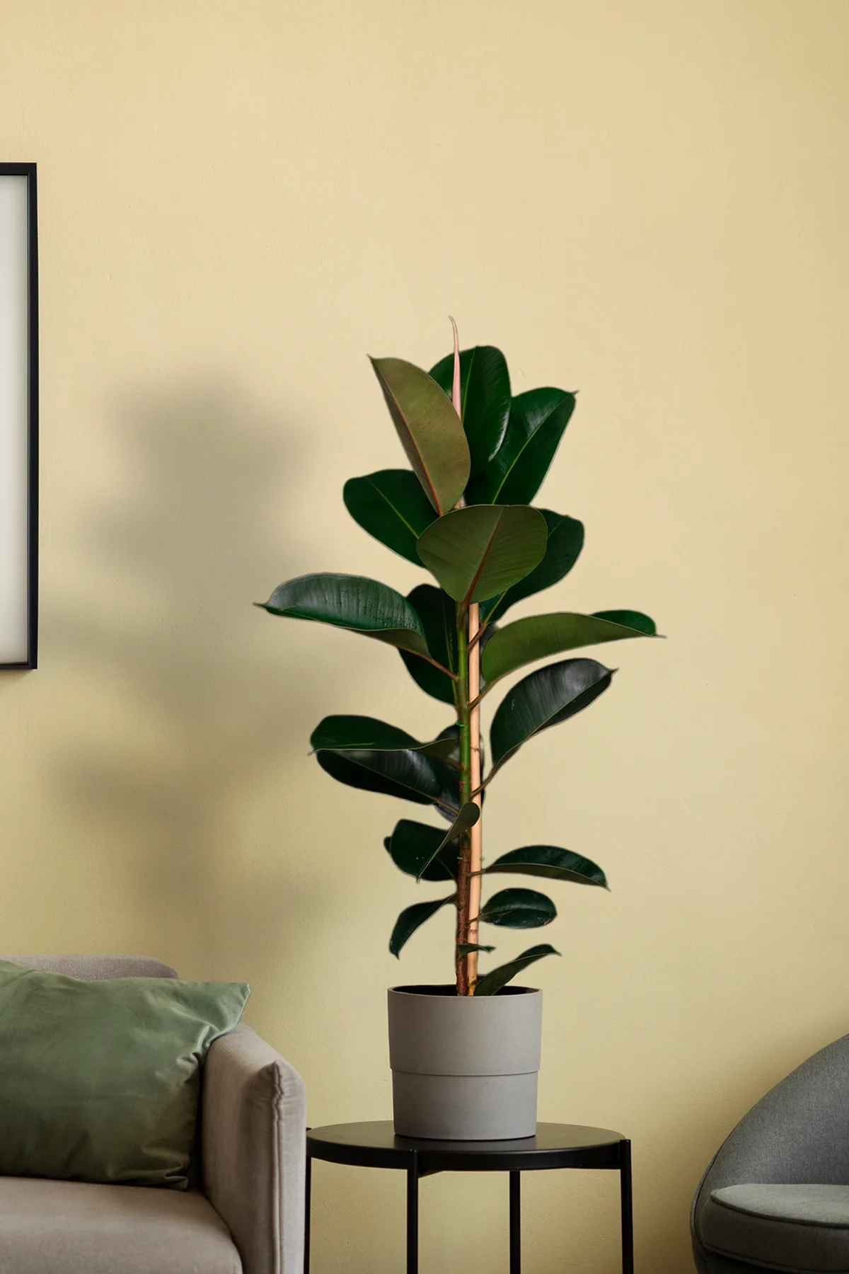 Kauçuk Bitkisi - 60 - 70 Cm