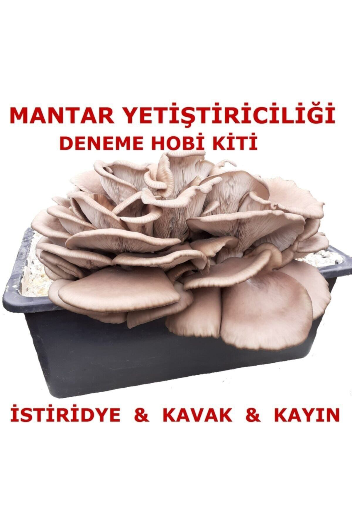 Kavak Mantarı Tohumu Ve Kavak Mantarı Kompostu Içerisinde Ekili H