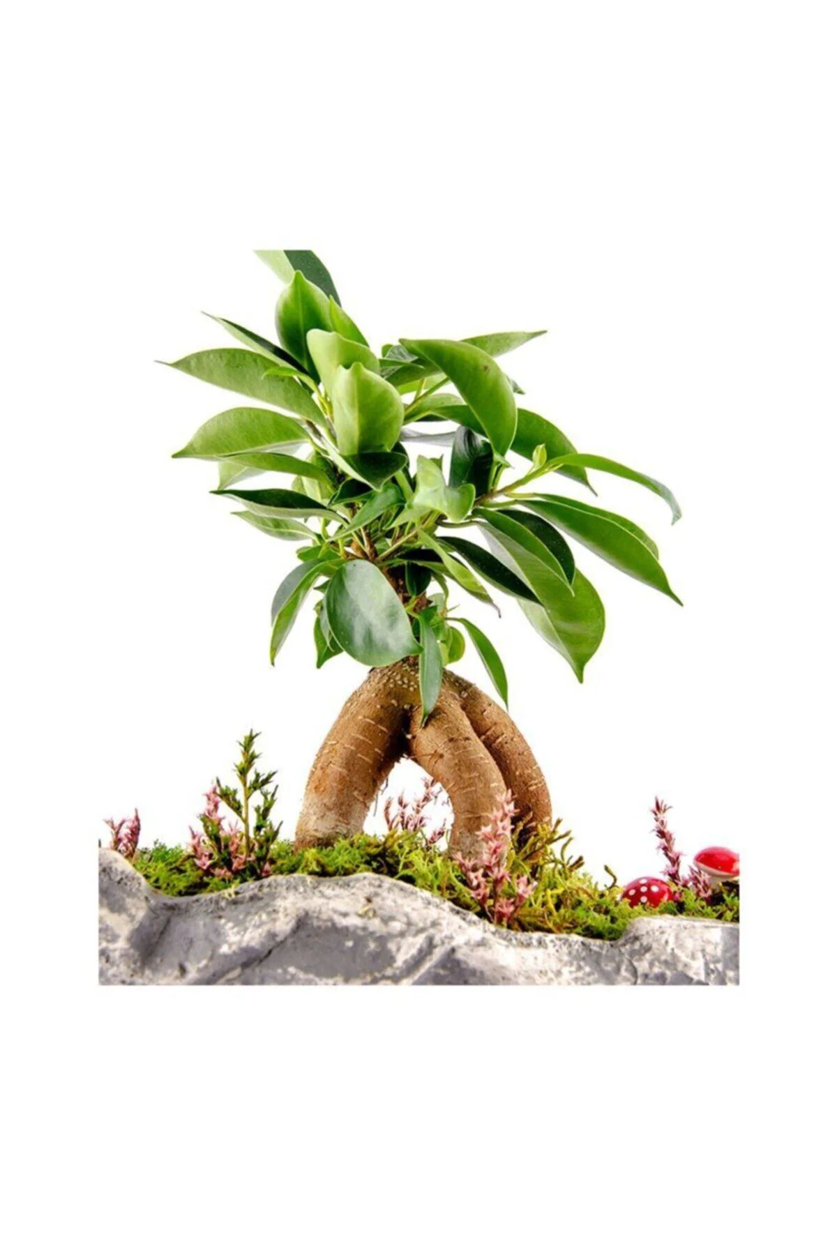 Kaya Saksıda Bonsai