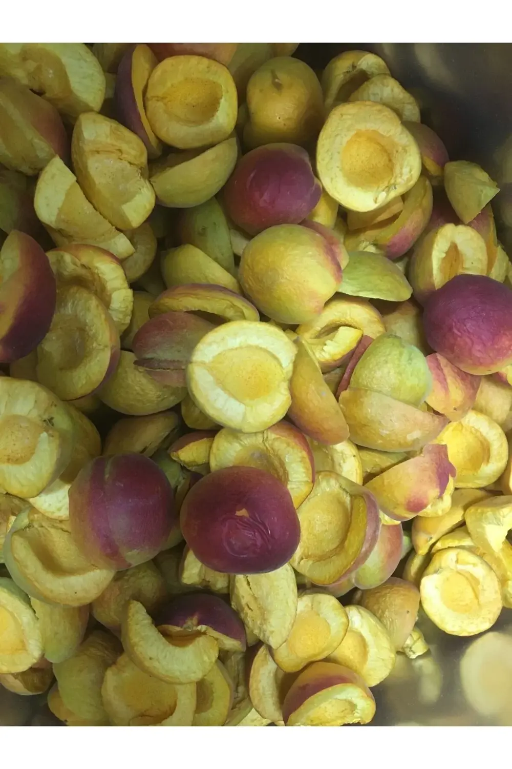 Kayısı Kıtırı - Freeze Dried - Üretici Firmadan Dondurularak Kuru